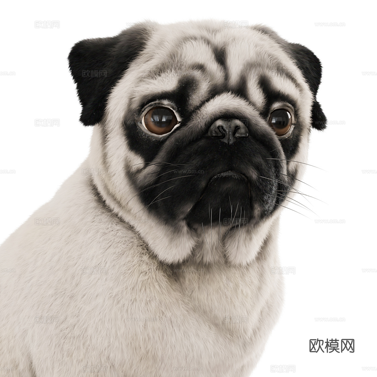 宠物狗 哈巴狗3d模型