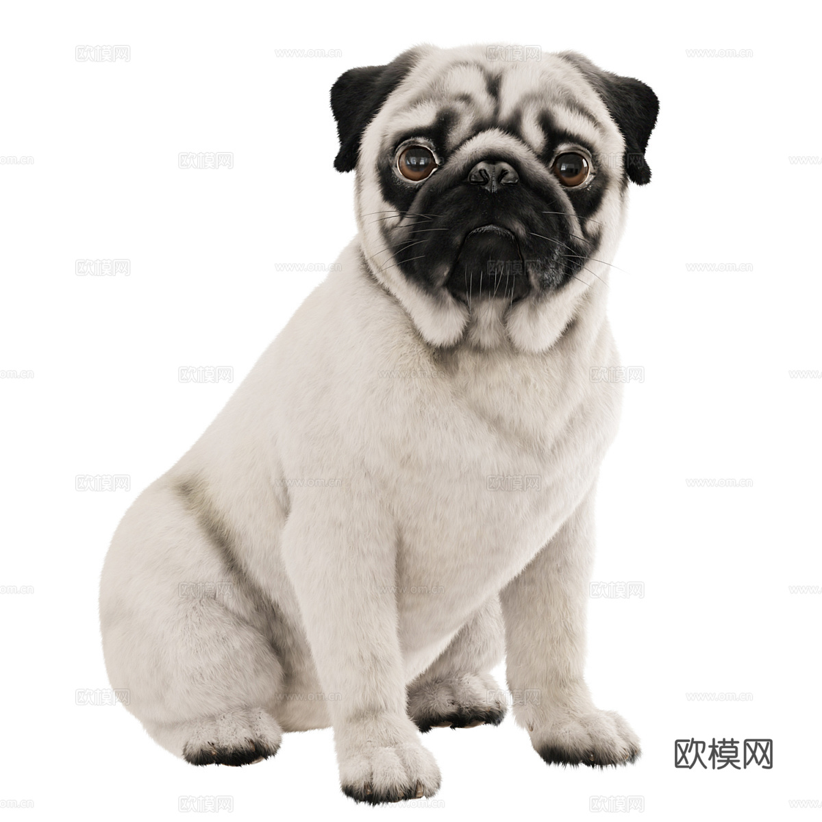 宠物狗 哈巴狗3d模型