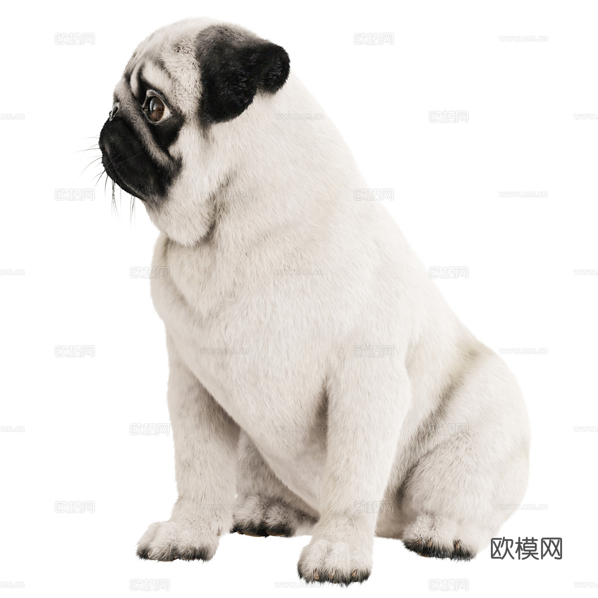 宠物狗 哈巴狗3d模型