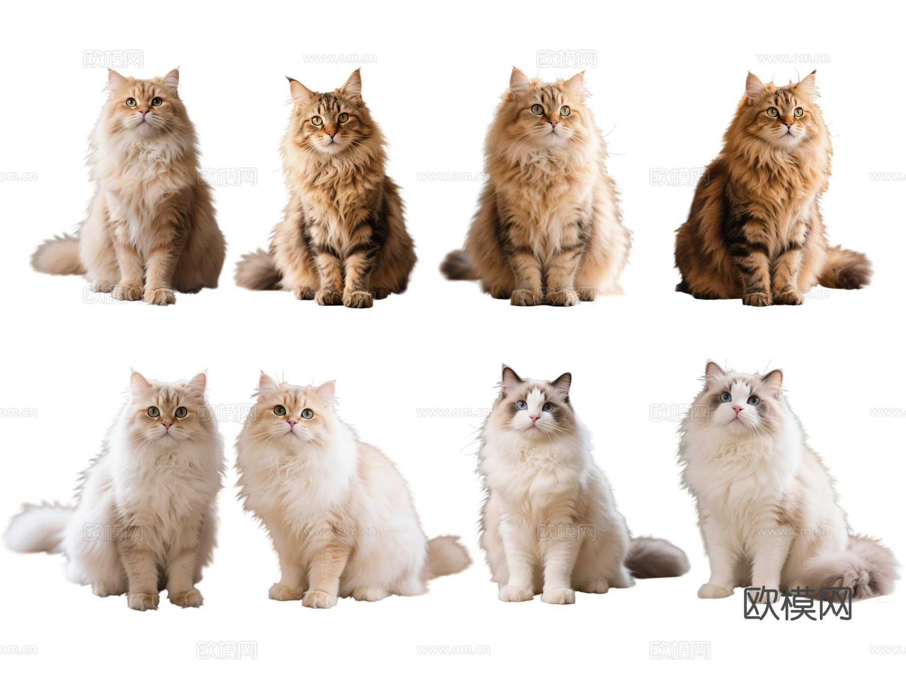 PS免抠宠物猫 宠物 狮子猫 小猫咪 居家宠物