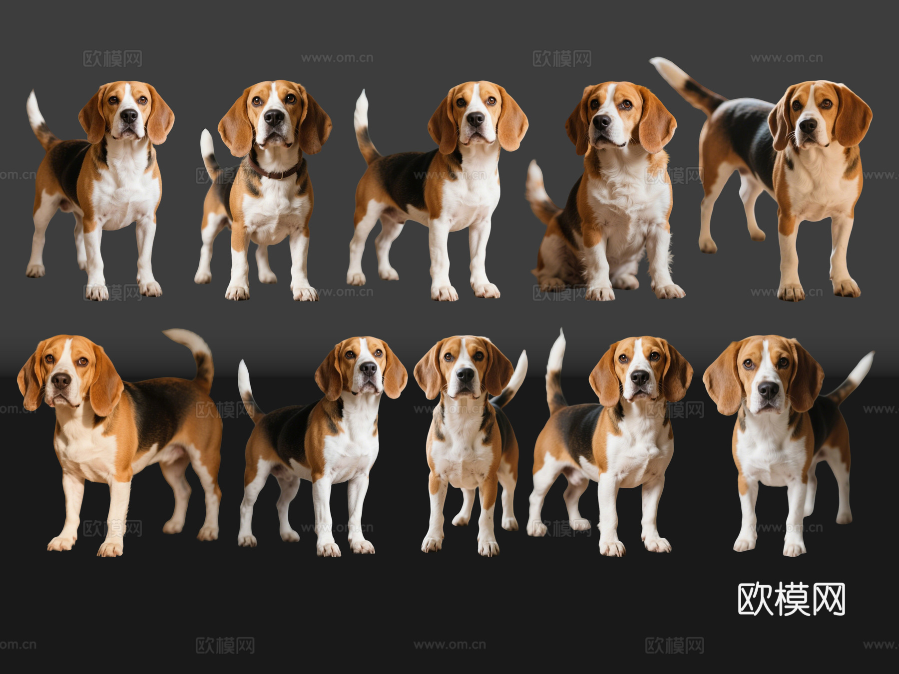 2D宠物狗 宠物 比格犬 小型宠物狗 居家宠物su模型