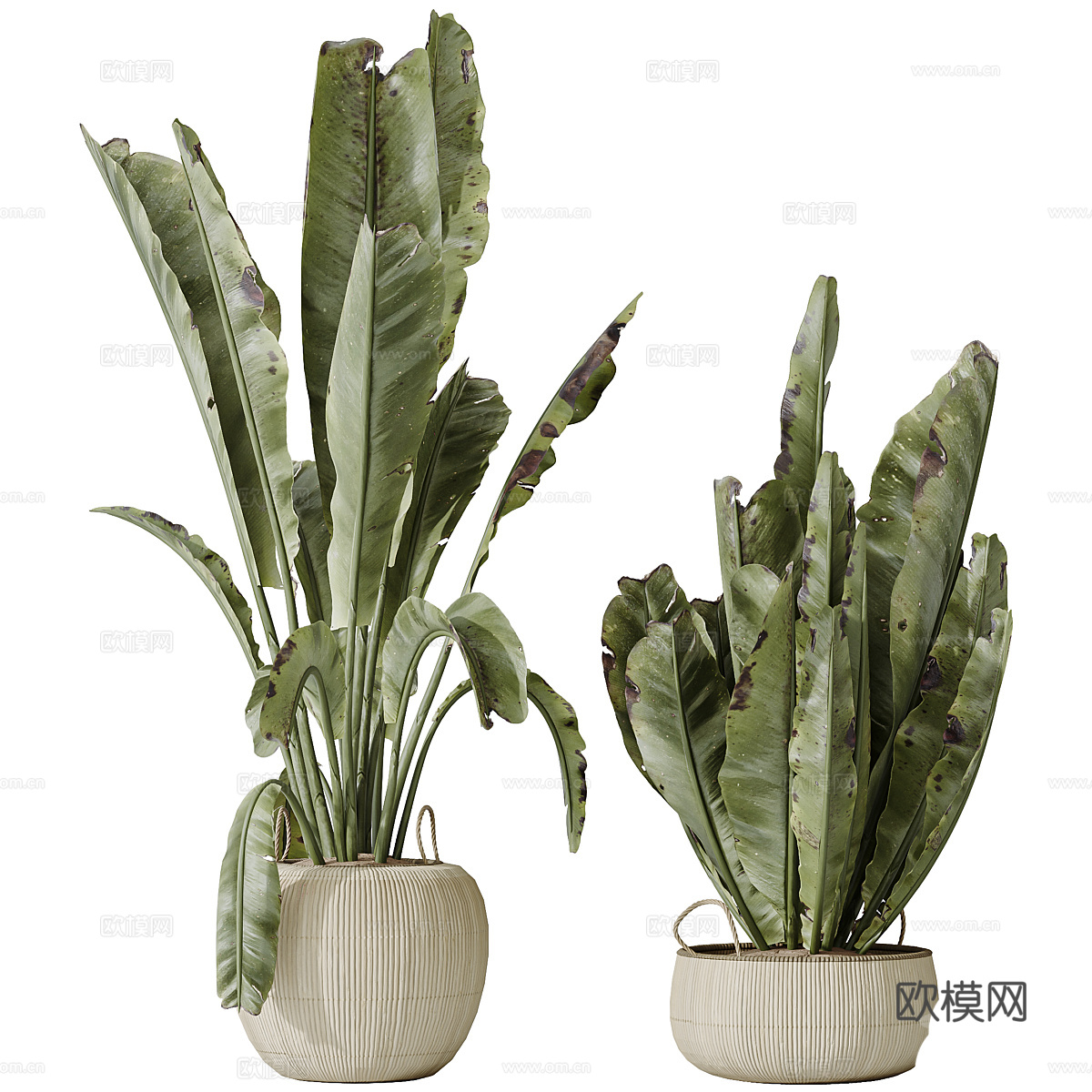 新中式侘寂绿植盆栽3d模型