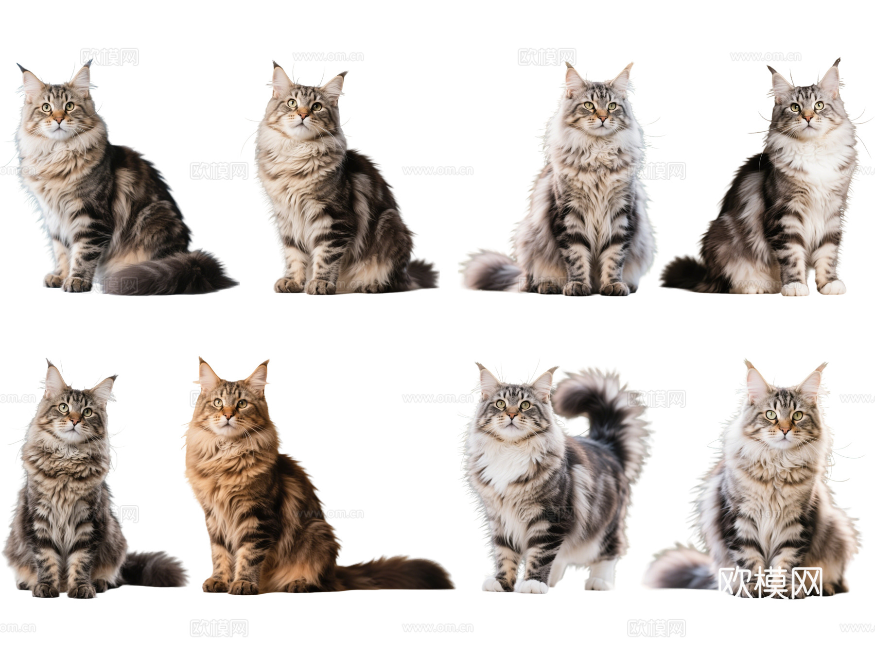 PS免抠宠物猫 宠物 缅因猫 小猫咪 居家宠物