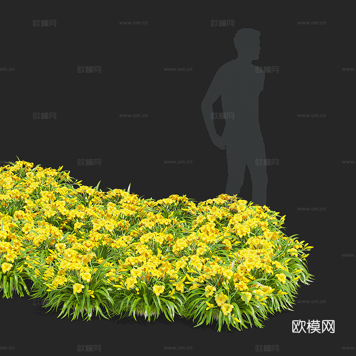 黄花菜 花丛3d模型