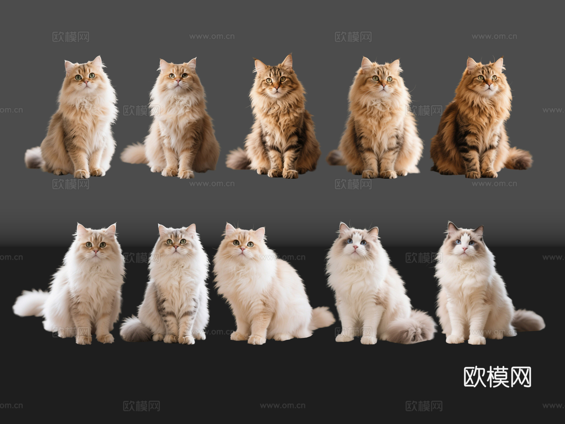 2D宠物猫 宠物 狮子猫 小猫咪 居家宠物su模型