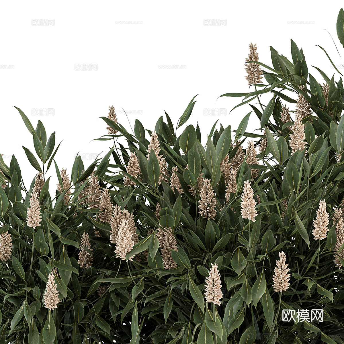 灌木 花丛3d模型