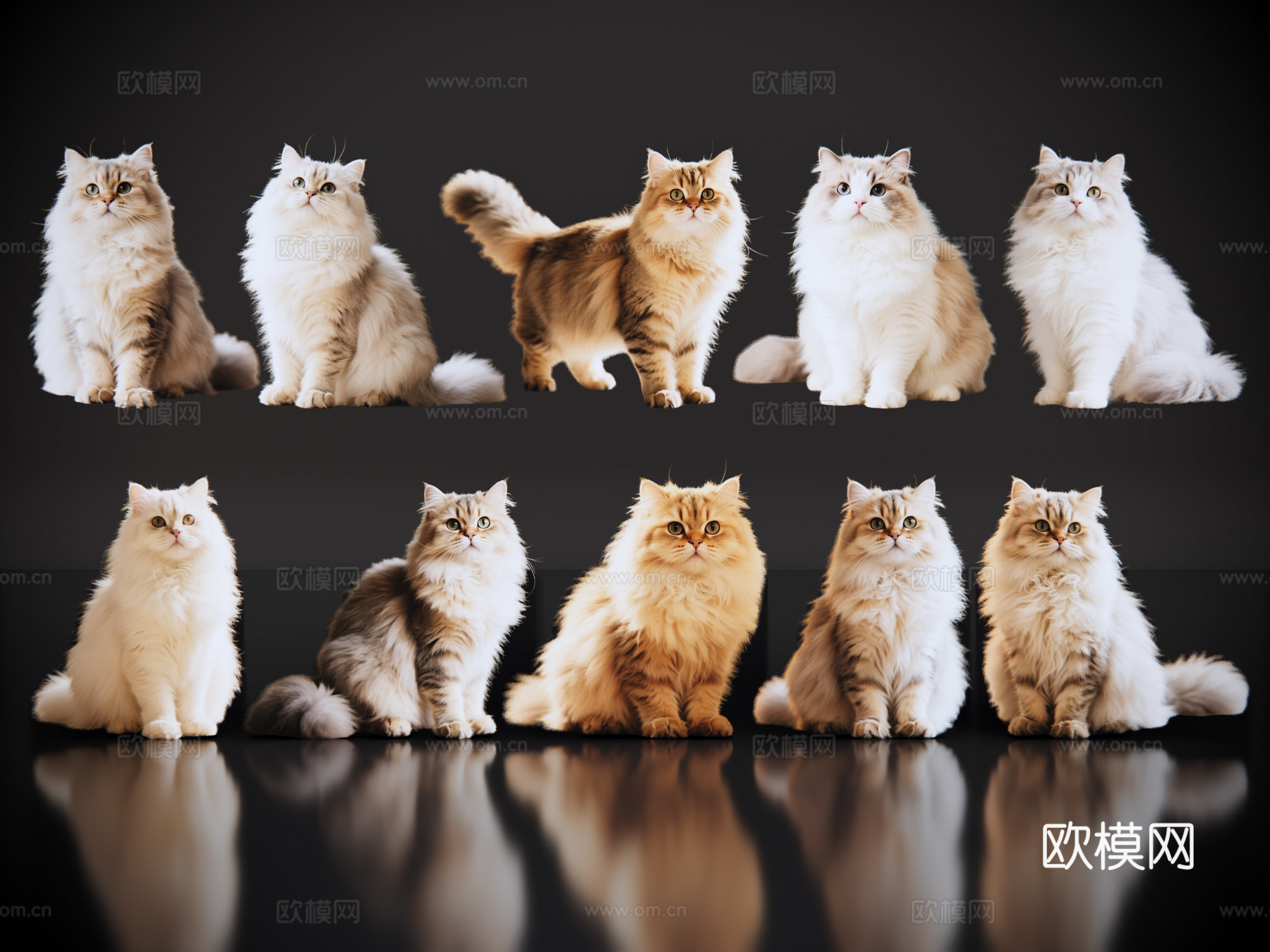2D宠物猫 波斯猫 小猫咪 居家宠物su模型