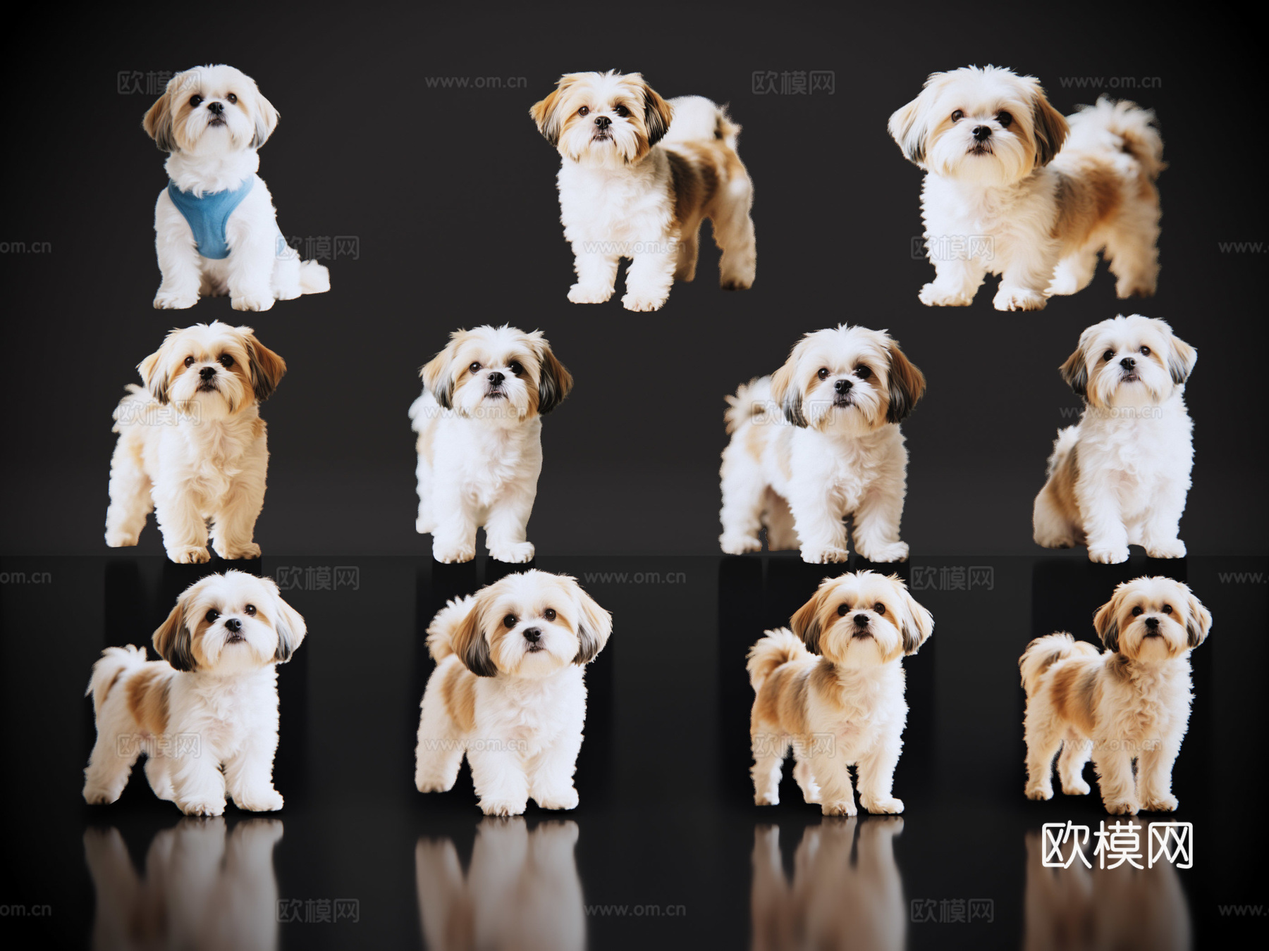 2D宠物狗 宠物 西施犬 中型宠物狗 居家宠物su模型