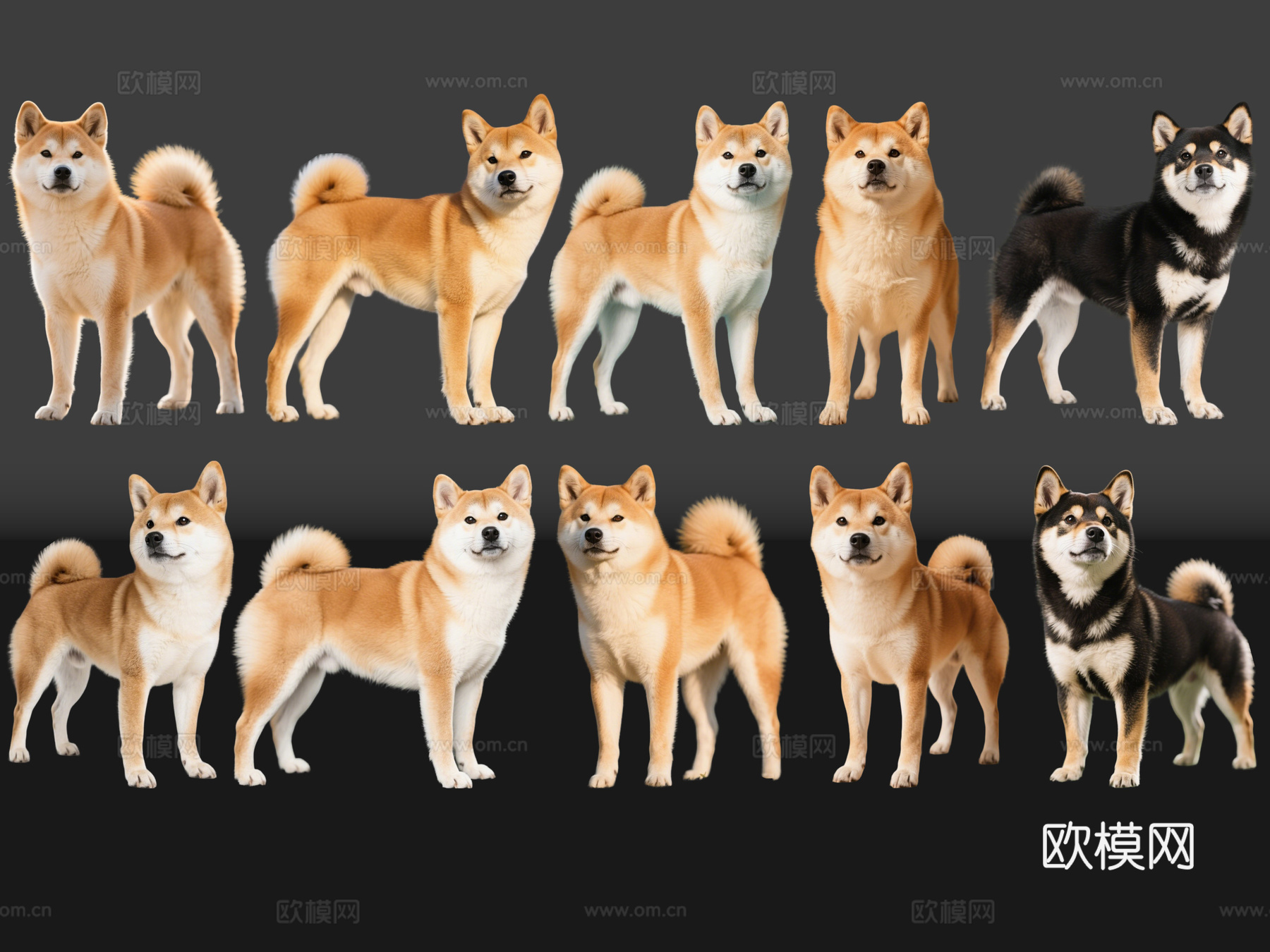 2D宠物狗 宠物 日本柴犬 柴桑 中型宠物狗 居家宠物su模型