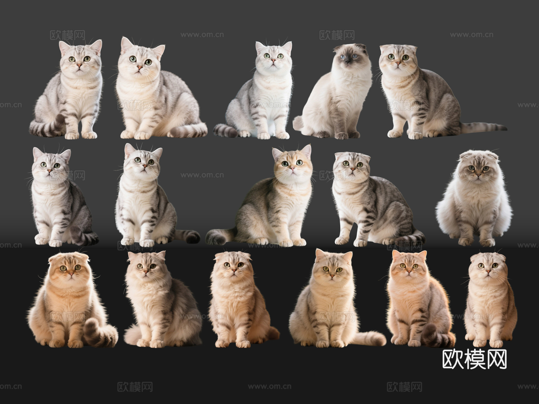 2D宠物猫 宠物 折耳猫 小猫咪 居家宠物su模型