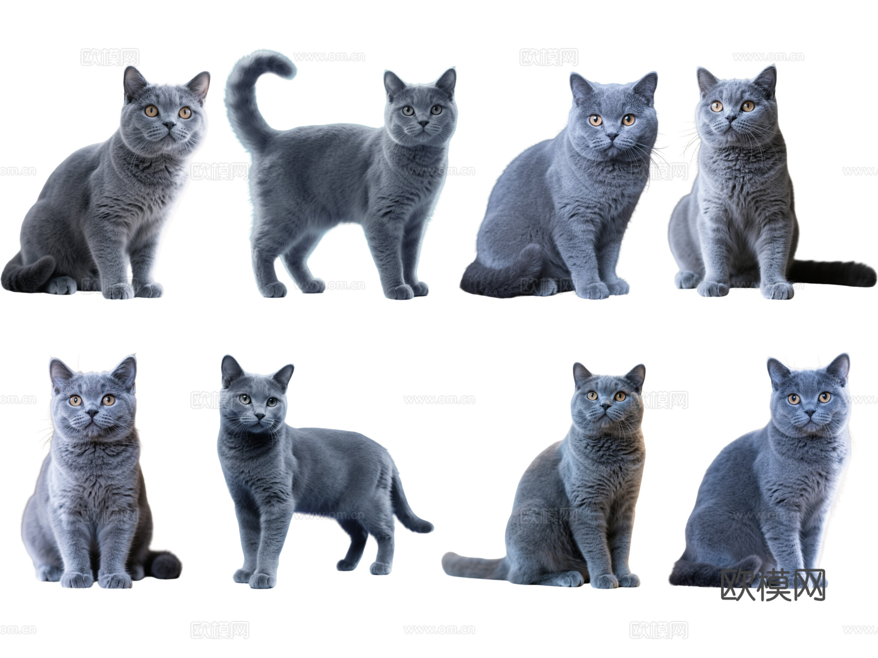 PS免抠宠物猫 宠物 蓝猫 小猫咪 居家宠物