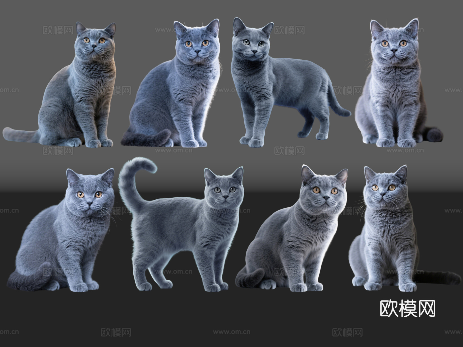 2D宠物猫 宠物 蓝猫 小猫咪 居家宠物su模型
