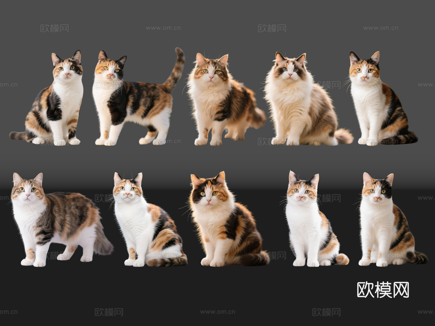 2D宠物猫 宠物 三花猫 小猫咪 居家宠物su模型
