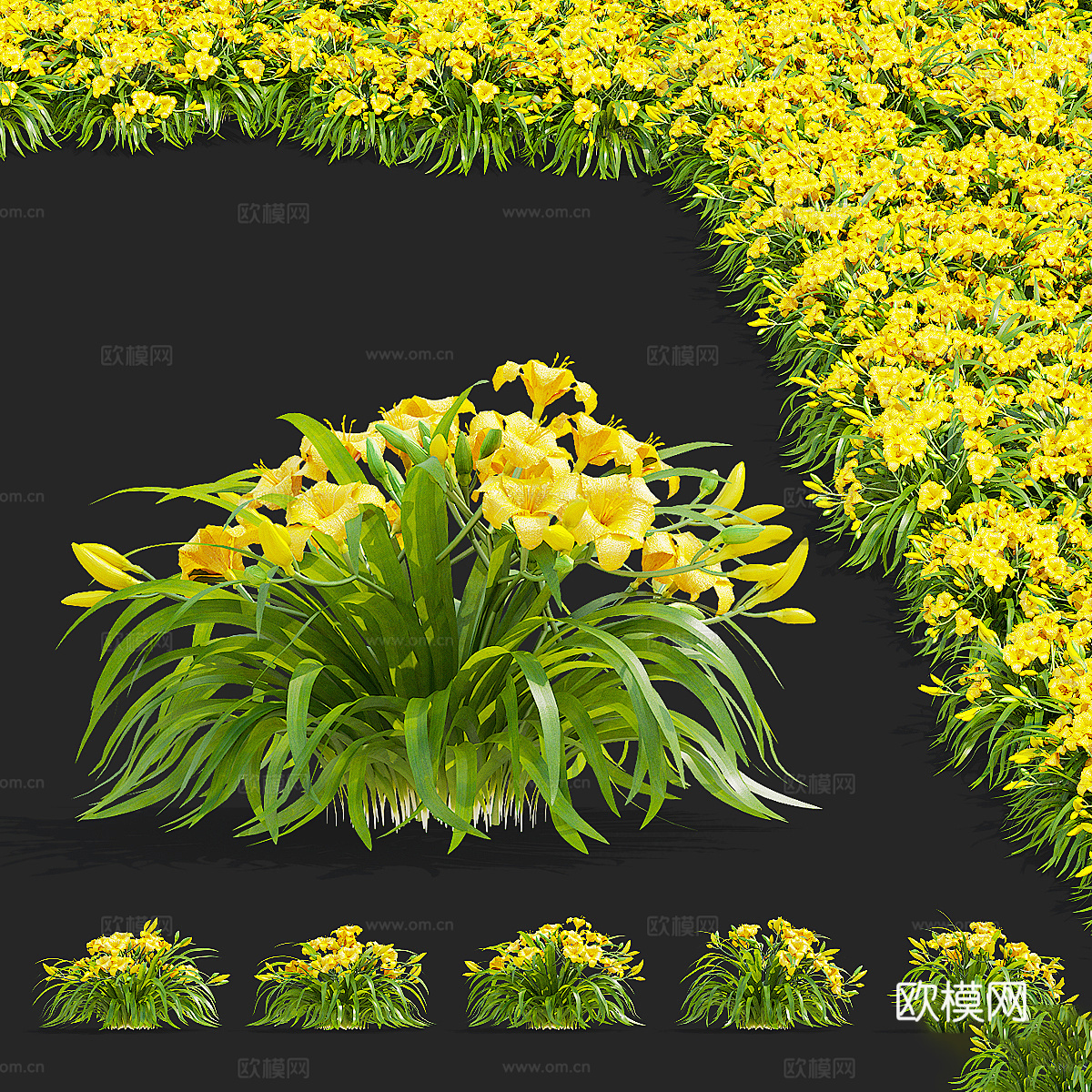 黄花菜 花丛3d模型