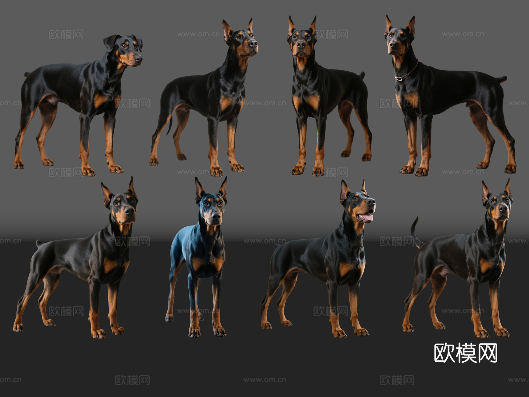 2D宠物狗 宠物 杜宾犬 中型宠物狗 居家宠物su模型
