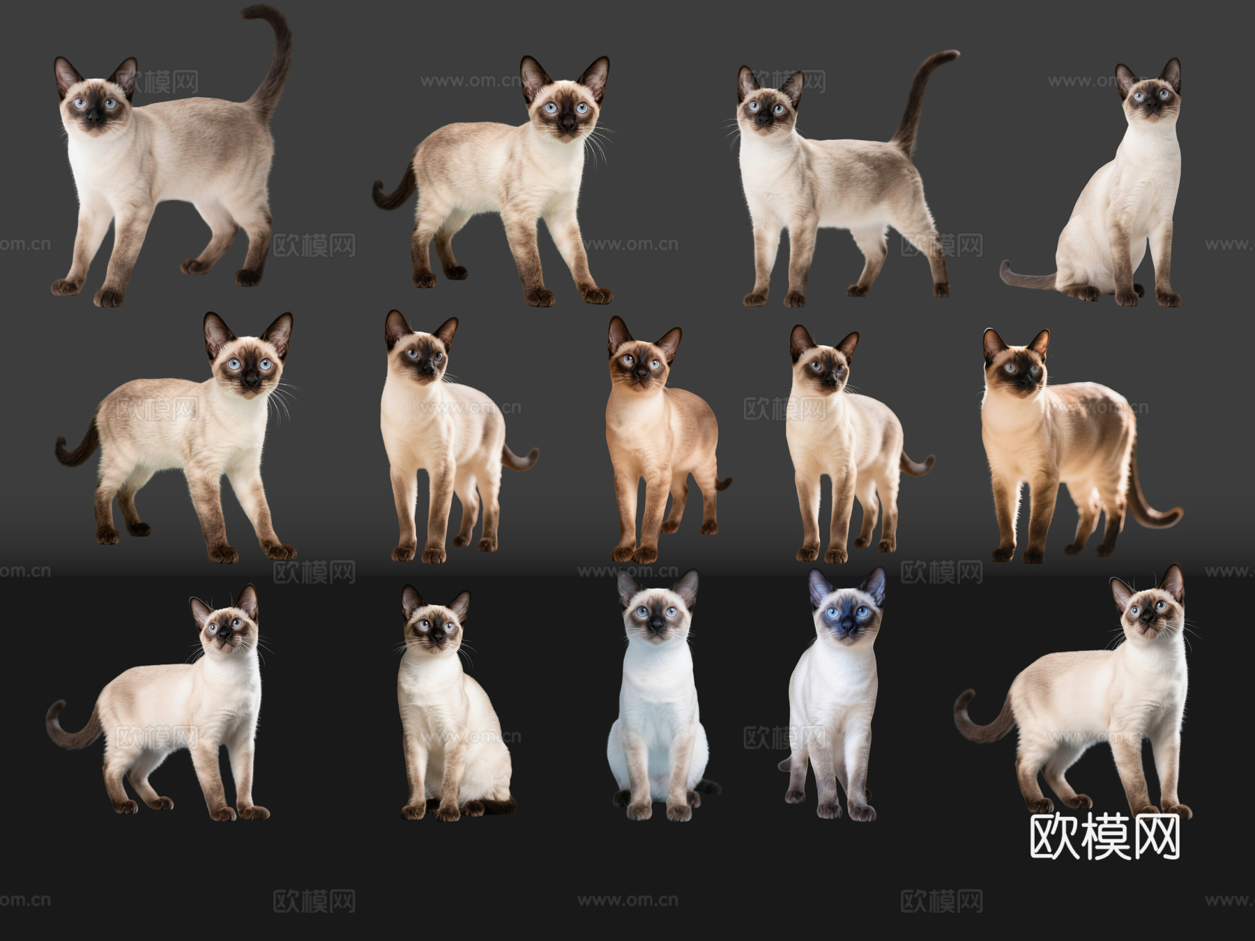 2D宠物猫 宠物 暹罗猫 小猫咪 居家宠物su模型