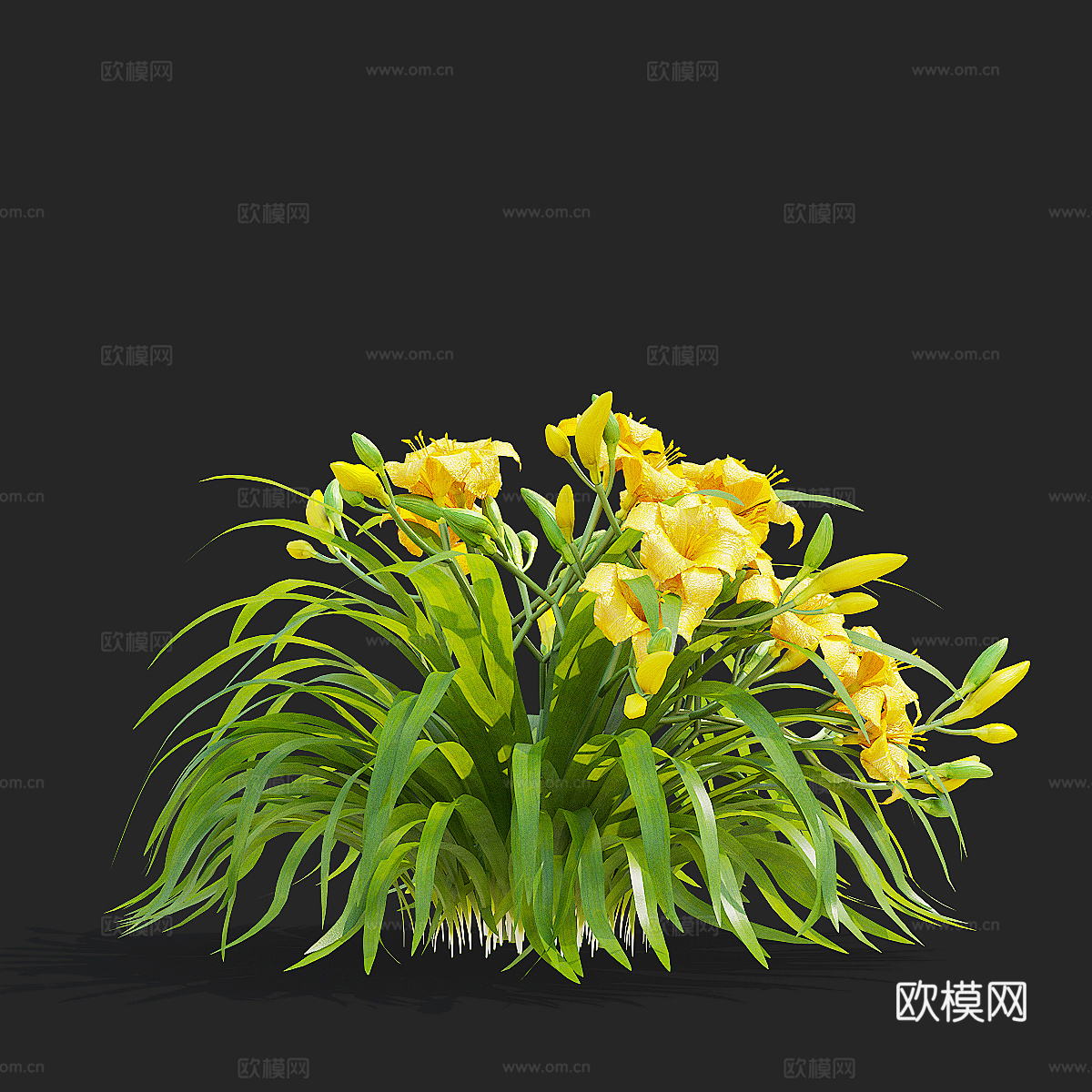黄花菜 花丛3d模型