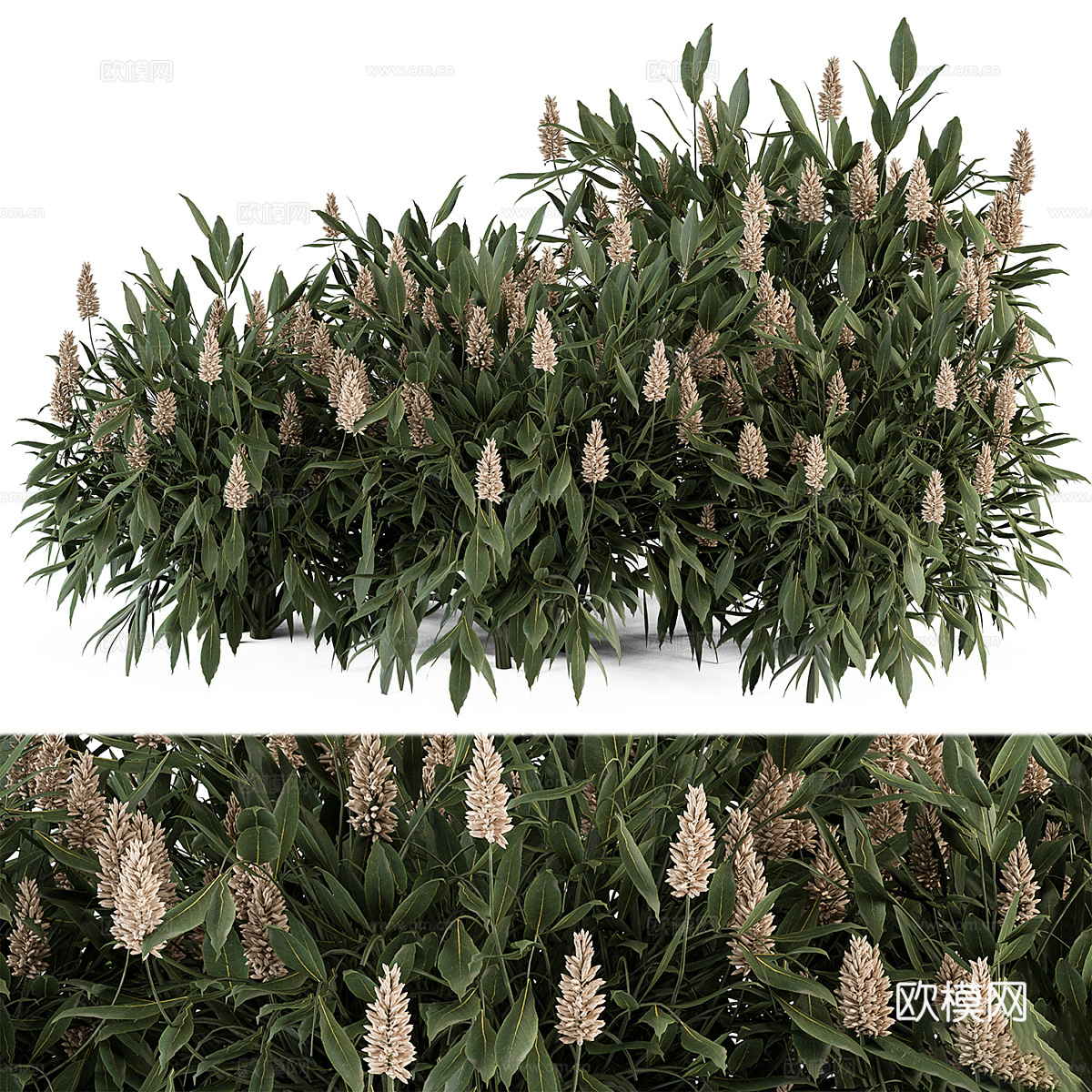 灌木 花丛3d模型