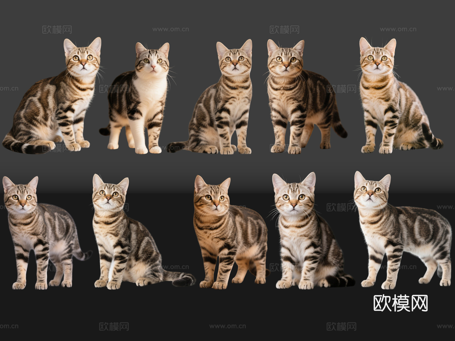 2D宠物猫 宠物 狸花猫 小猫咪 居家宠物su模型