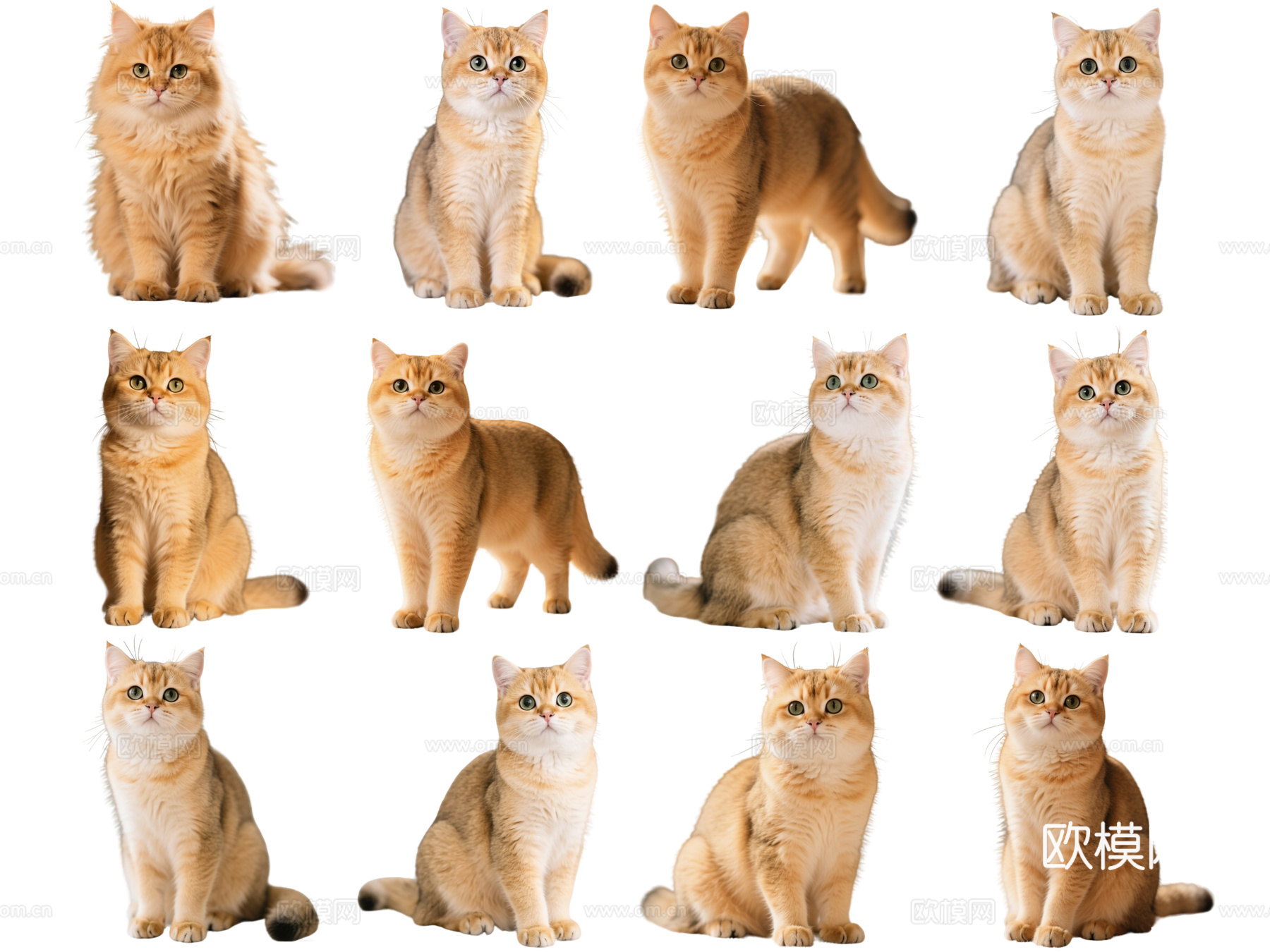 PS免抠宠物猫 宠物 金渐层 小猫咪 居家宠物