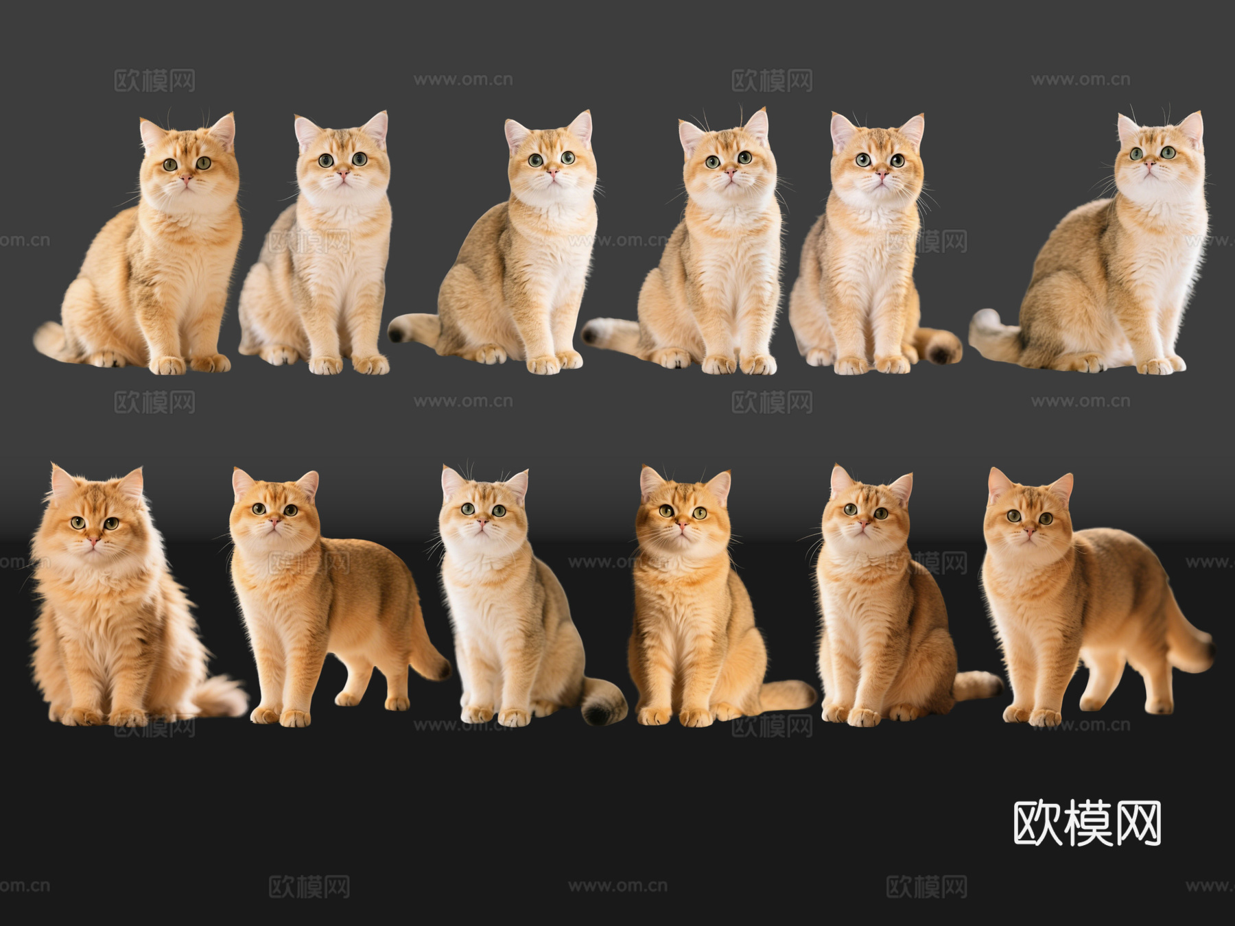 2D宠物猫 宠物 金渐层 小猫咪 居家宠物su模型