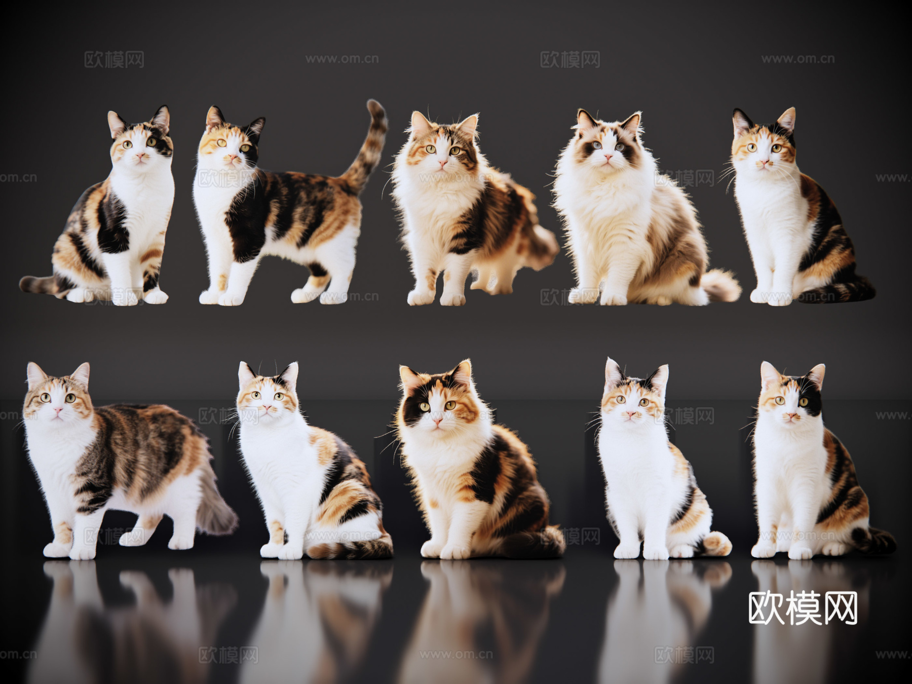 2D宠物猫 宠物 三花猫 小猫咪 居家宠物su模型