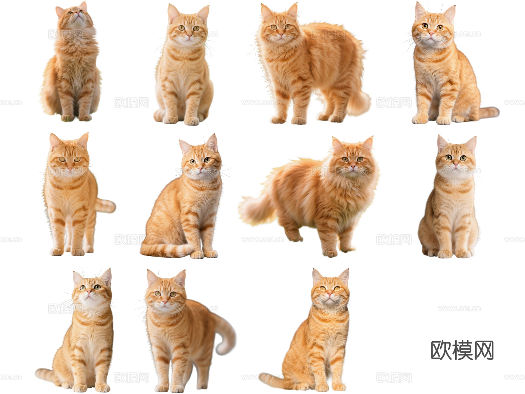 PS免抠宠物猫 宠物 橘猫 小猫咪 居家宠物
