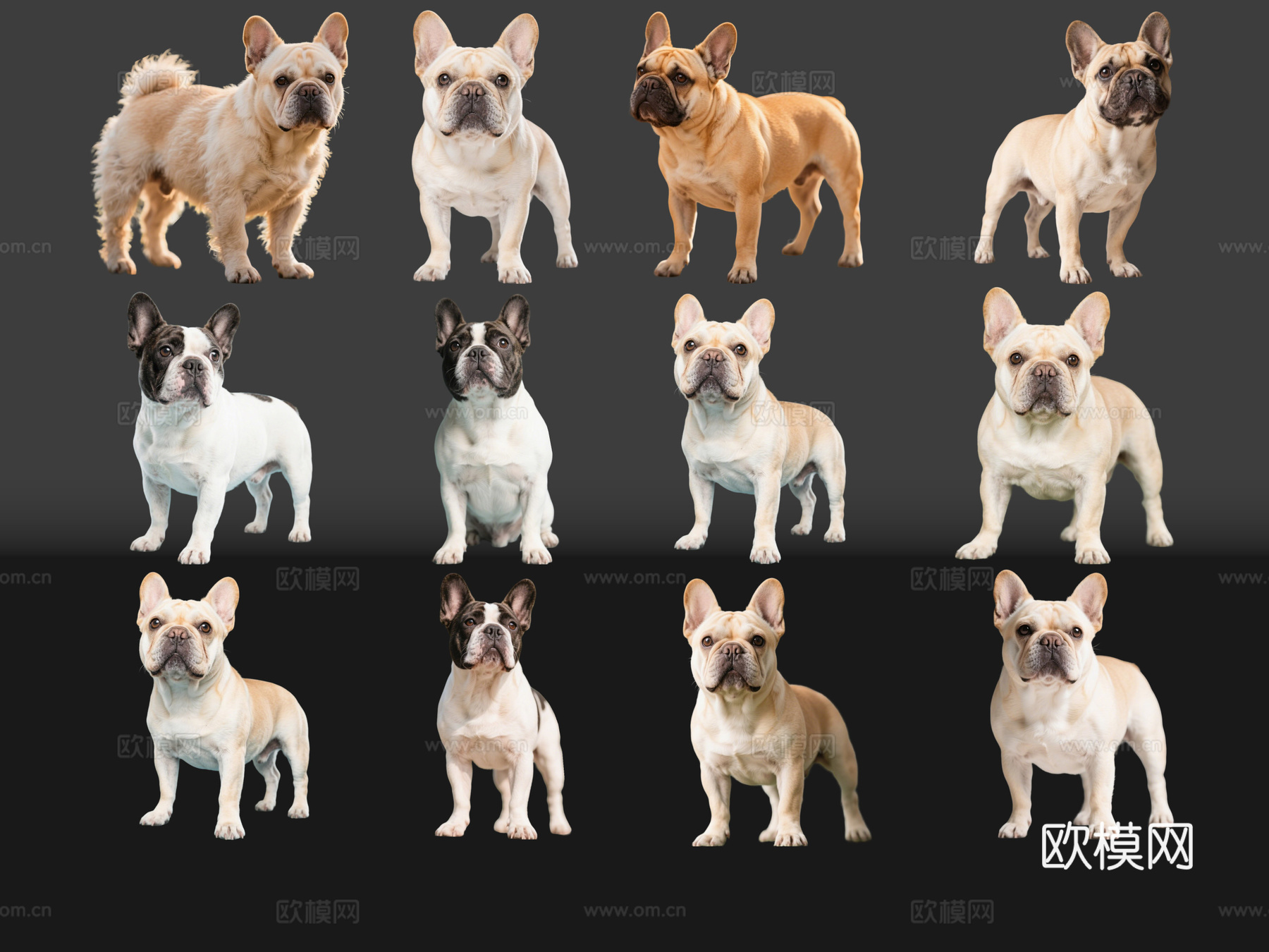 2D宠物狗 宠物 法斗 法国斗牛犬 小型宠物狗 居家宠物su模型