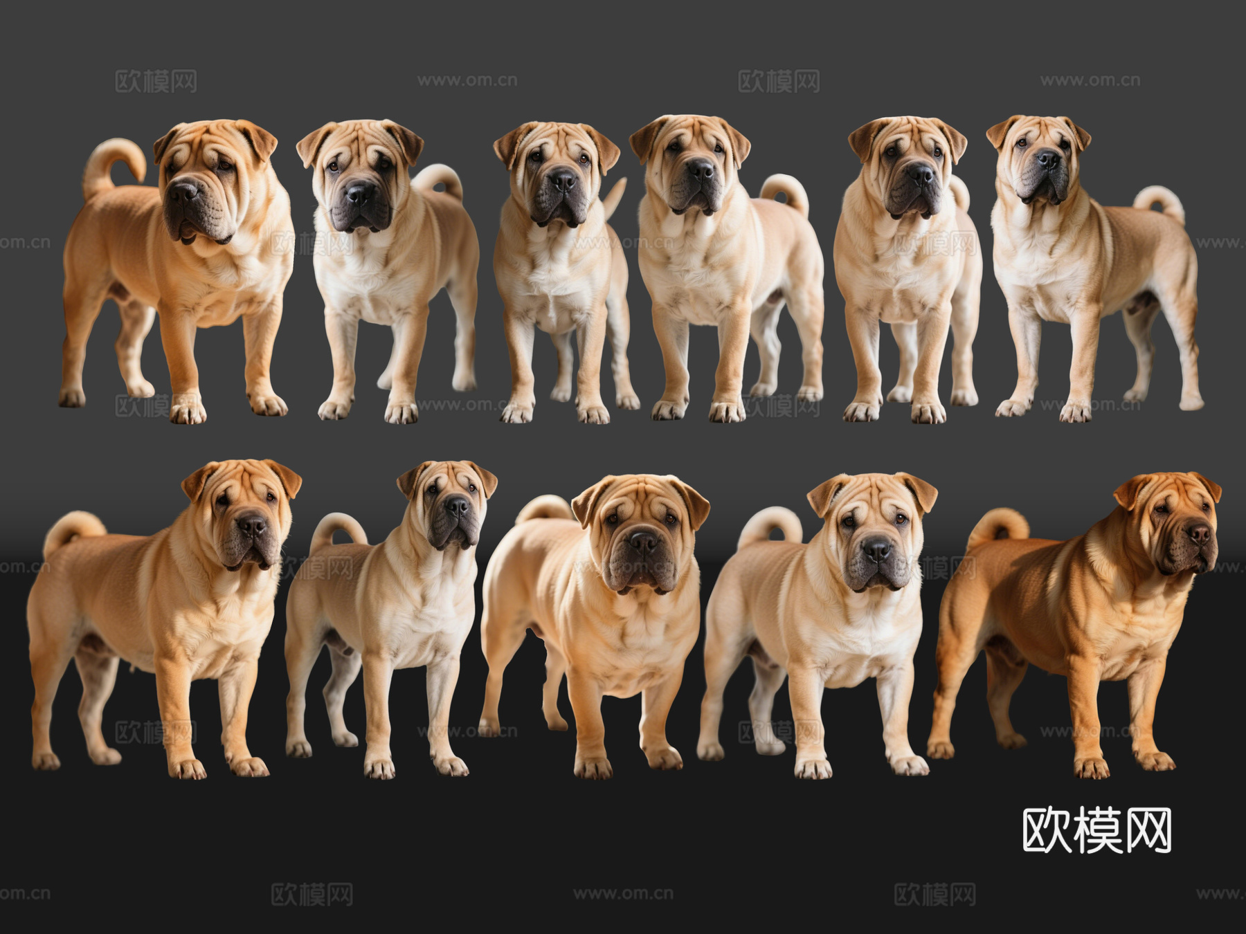2D宠物狗 宠物 沙皮犬 中型宠物狗 居家宠物su模型