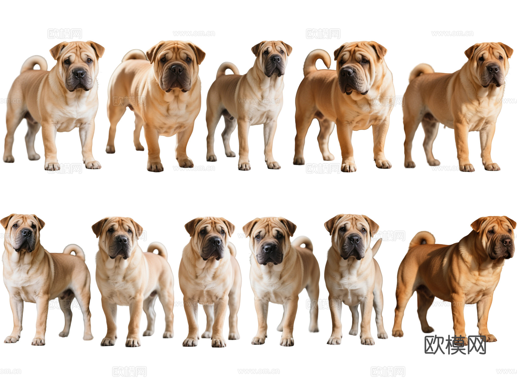 PS免抠宠物狗 宠物 沙皮犬 中型宠物狗 居家宠物