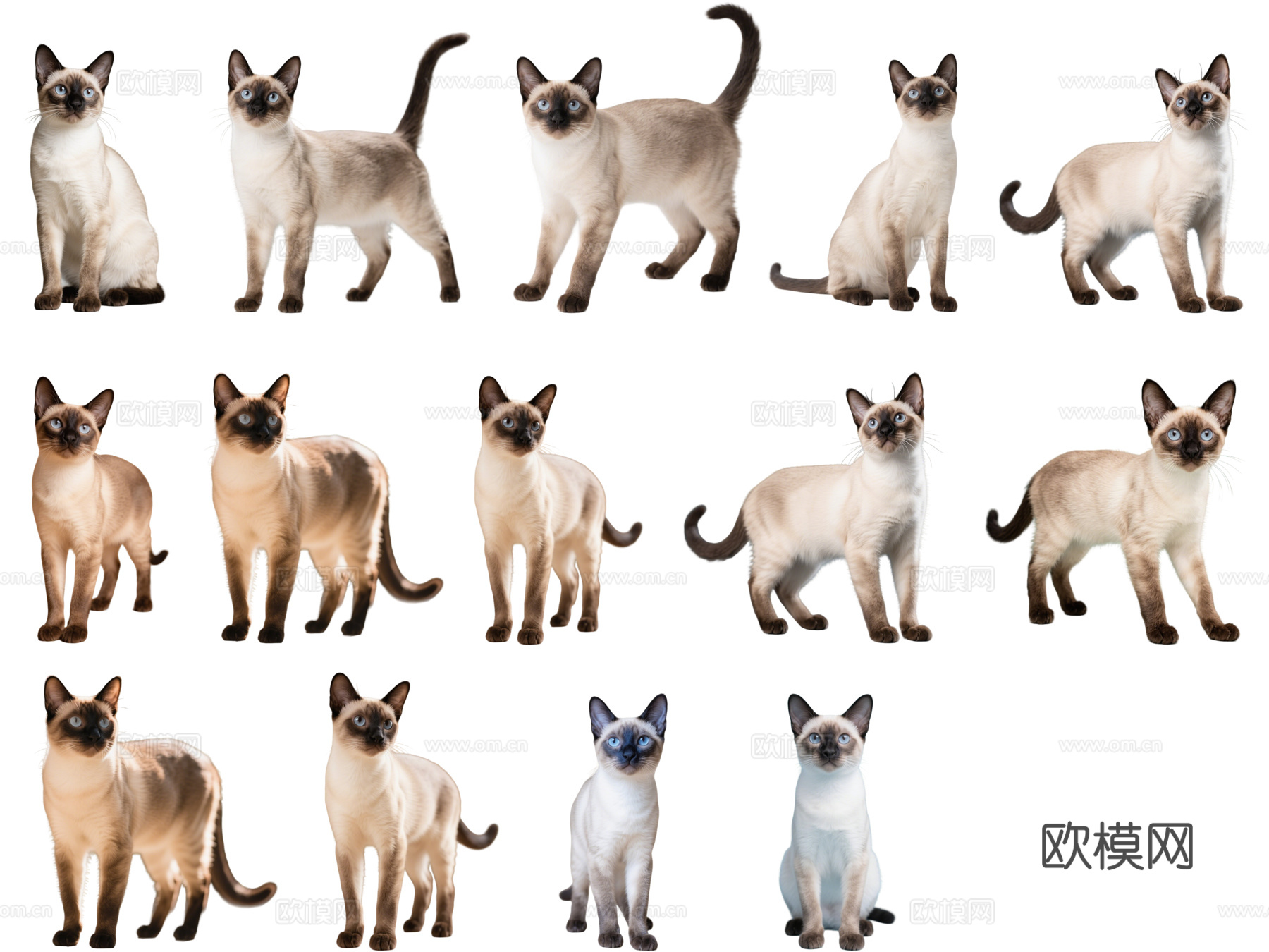 PS免抠宠物猫 宠物 暹罗猫 小猫咪 居家宠物