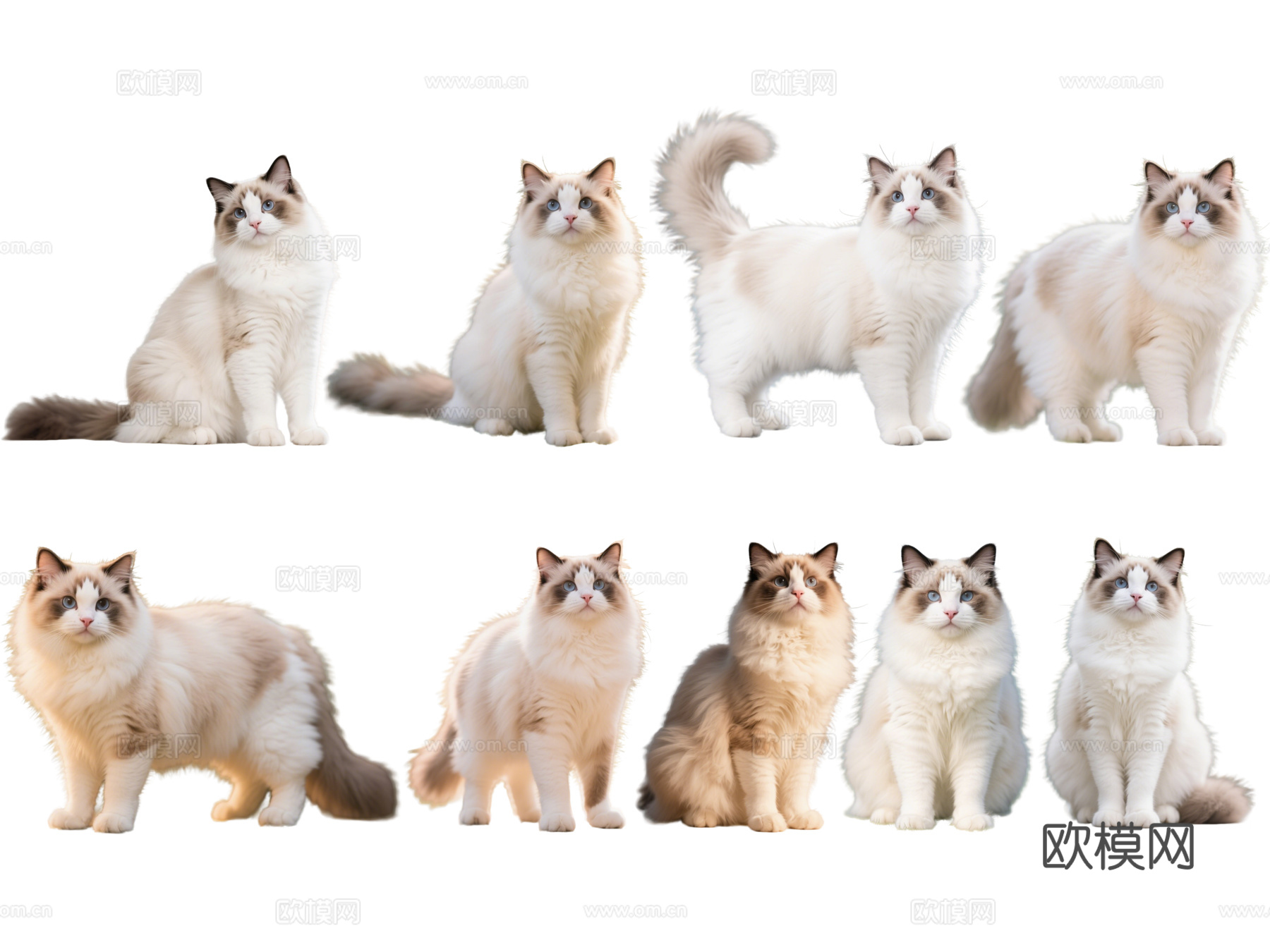 PS免抠宠物猫 宠物 布偶猫 小猫咪 居家宠物