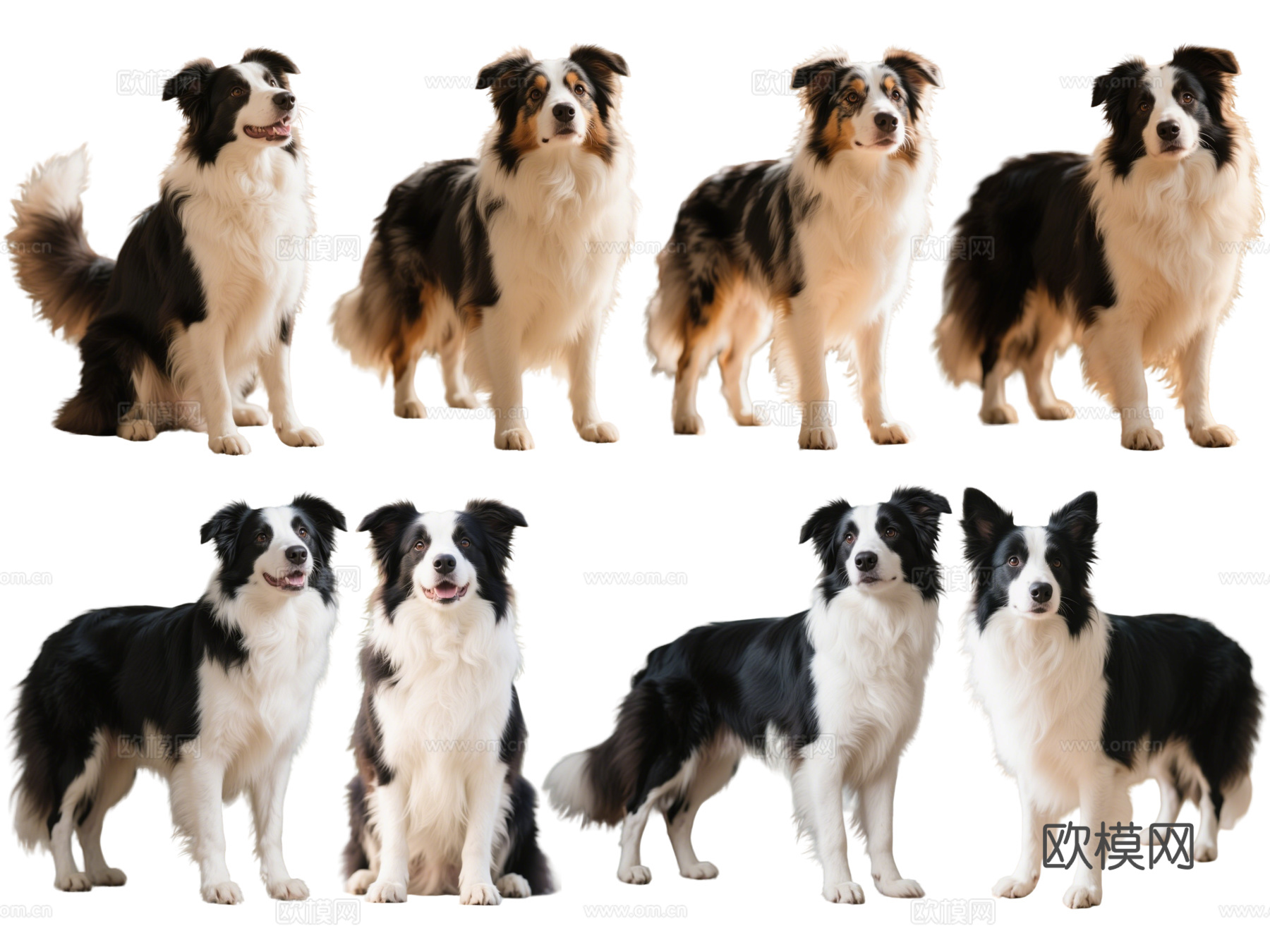 PS免抠宠物狗 宠物 边牧 边境牧羊犬 中型宠物狗 居家宠物