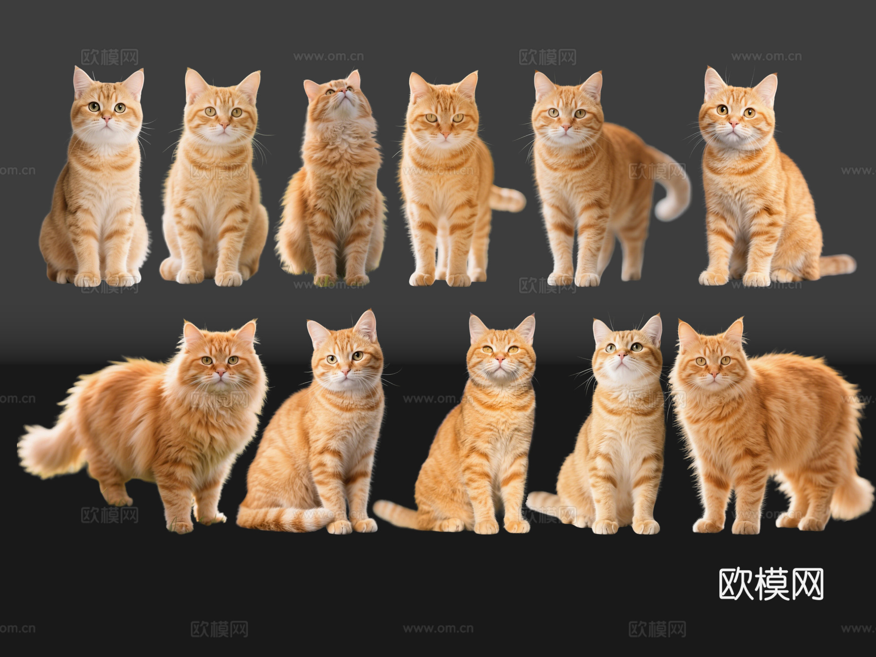 2D宠物猫 宠物 橘猫 小猫咪 居家宠物su模型