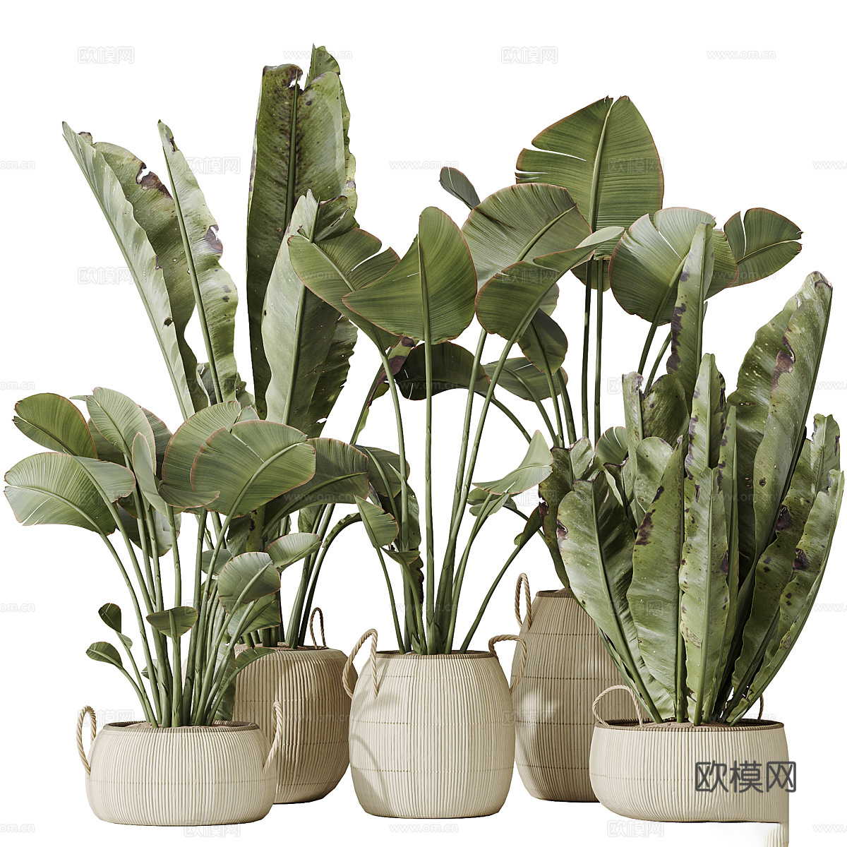 新中式侘寂绿植盆栽3d模型