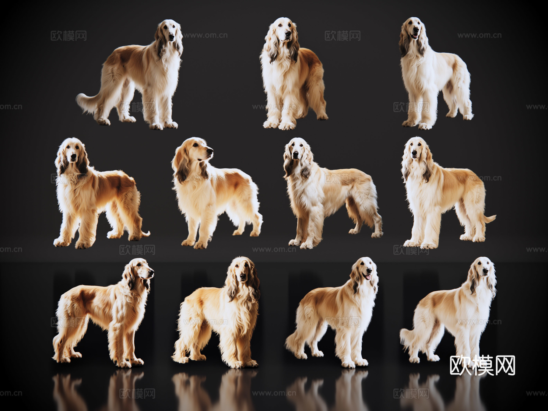 2D宠物狗 宠物 阿富汗猎犬 大型宠物狗 居家宠物su模型