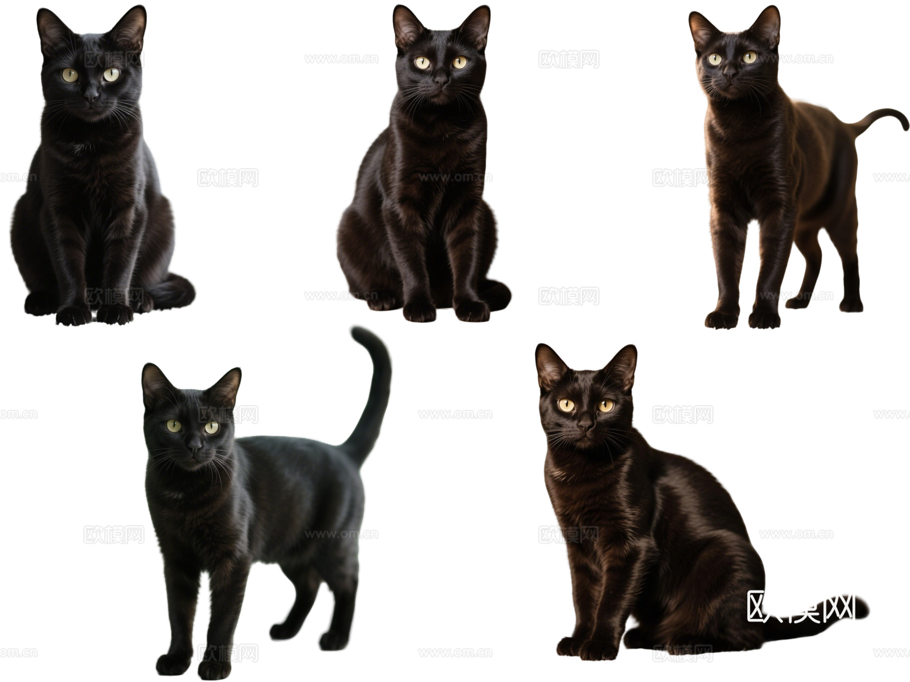 PS免抠宠物猫 宠物 孟买猫 小猫咪 居家宠物