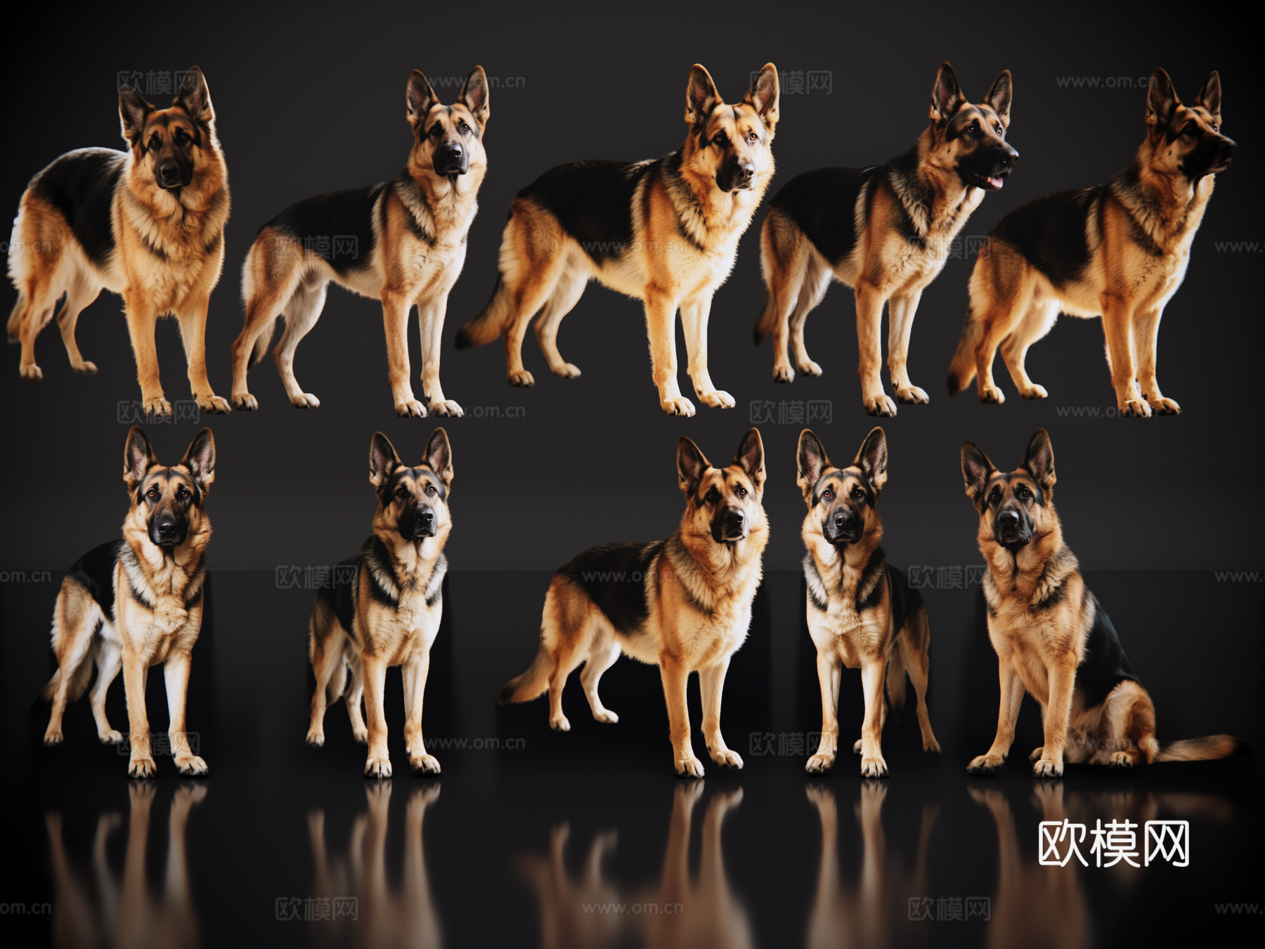 2D宠物狗 宠物 德牧 德国牧羊犬 中型宠物狗 居家宠物su模型