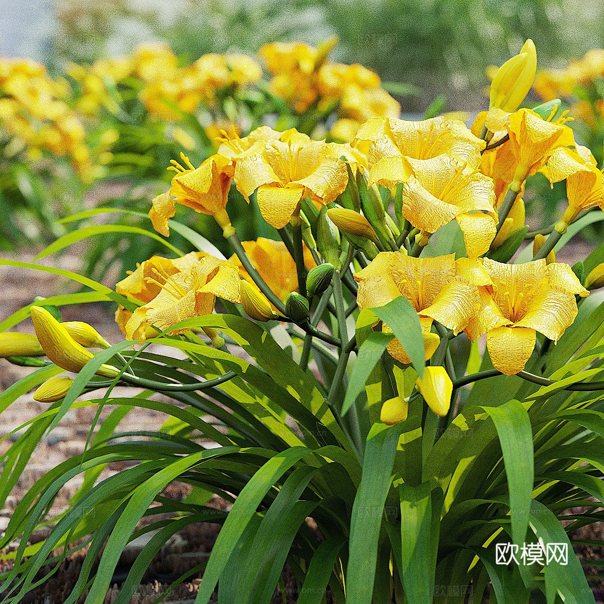 黄花菜 花丛3d模型