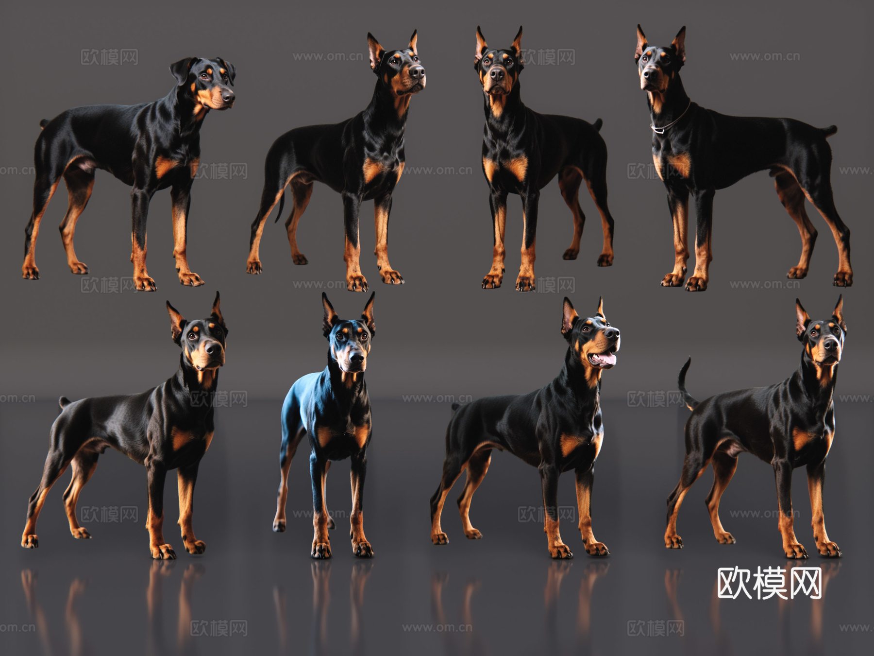 2D宠物狗 宠物 杜宾犬 中型宠物狗 居家宠物su模型