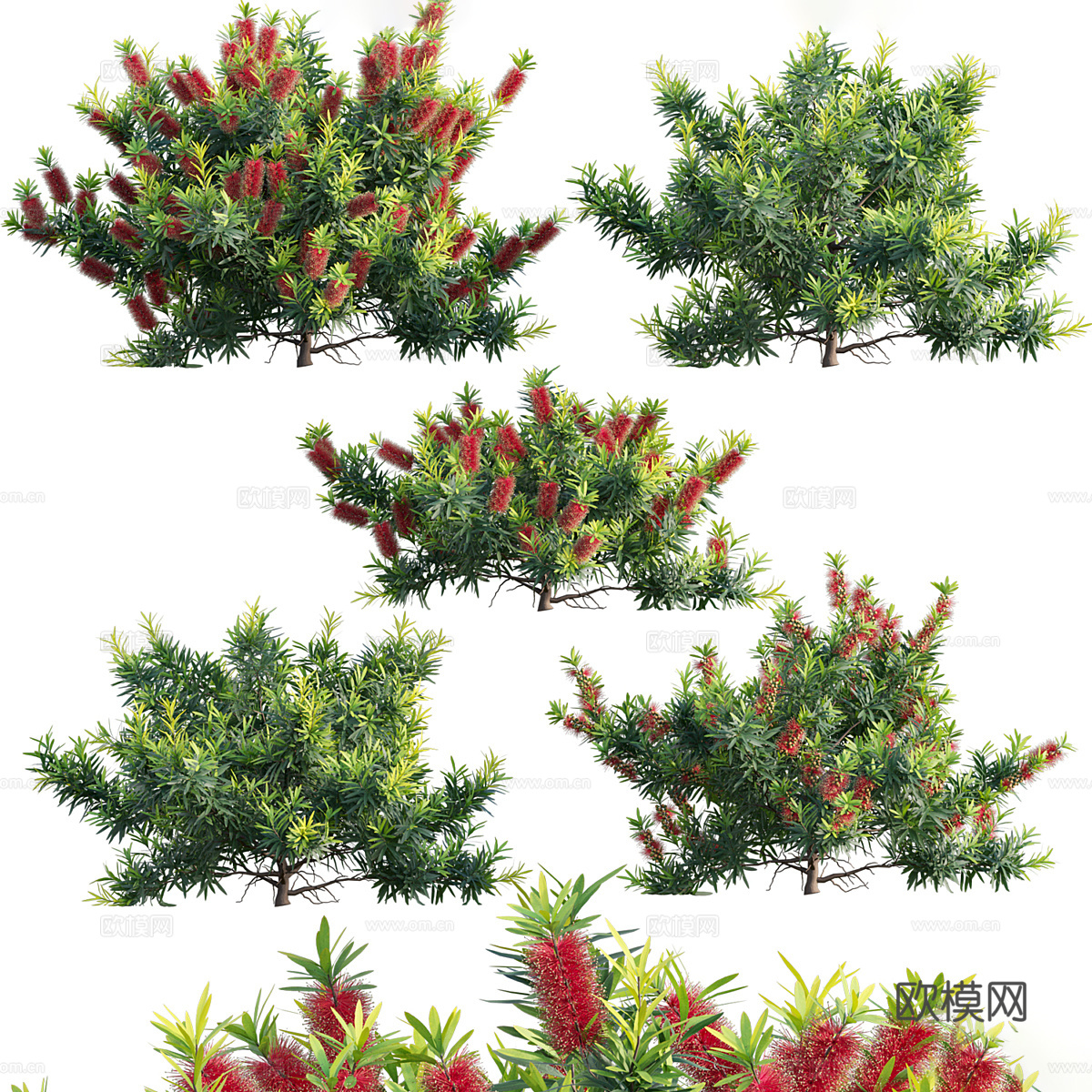 灌木 花丛3d模型