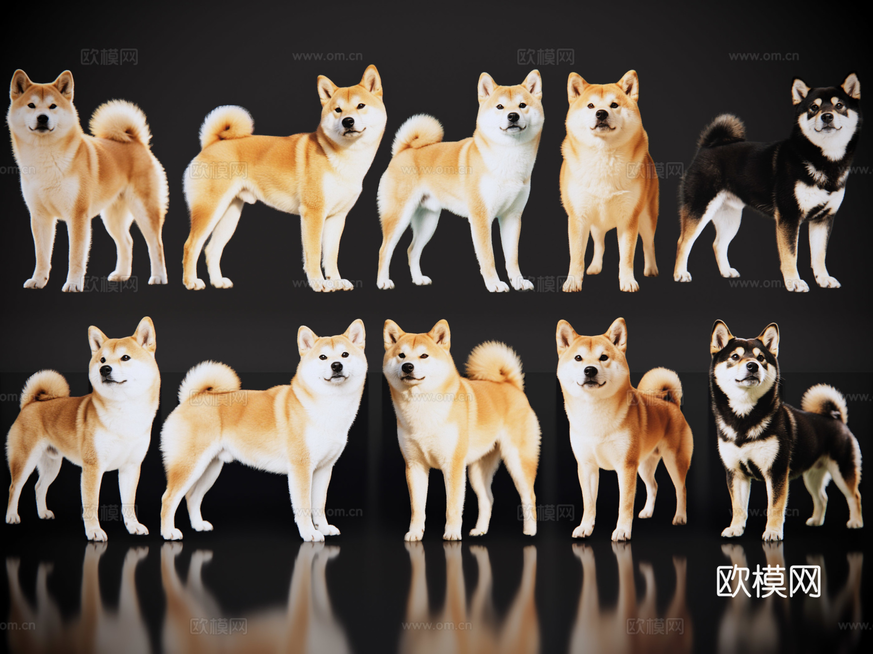 2D宠物狗 宠物 日本柴犬 柴桑 中型宠物狗 居家宠物su模型