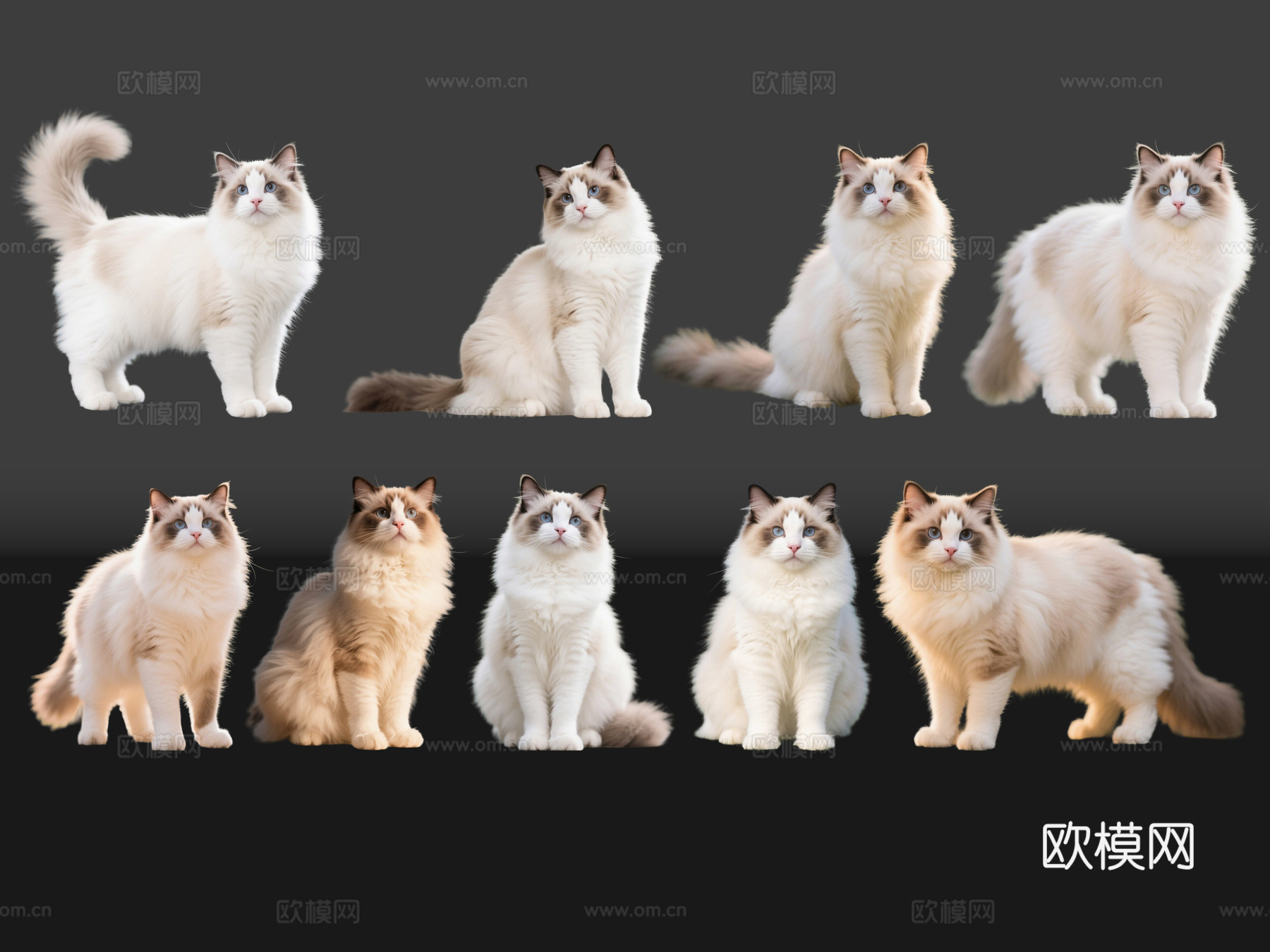 2D宠物猫 宠物 布偶猫 小猫咪 居家宠物su模型