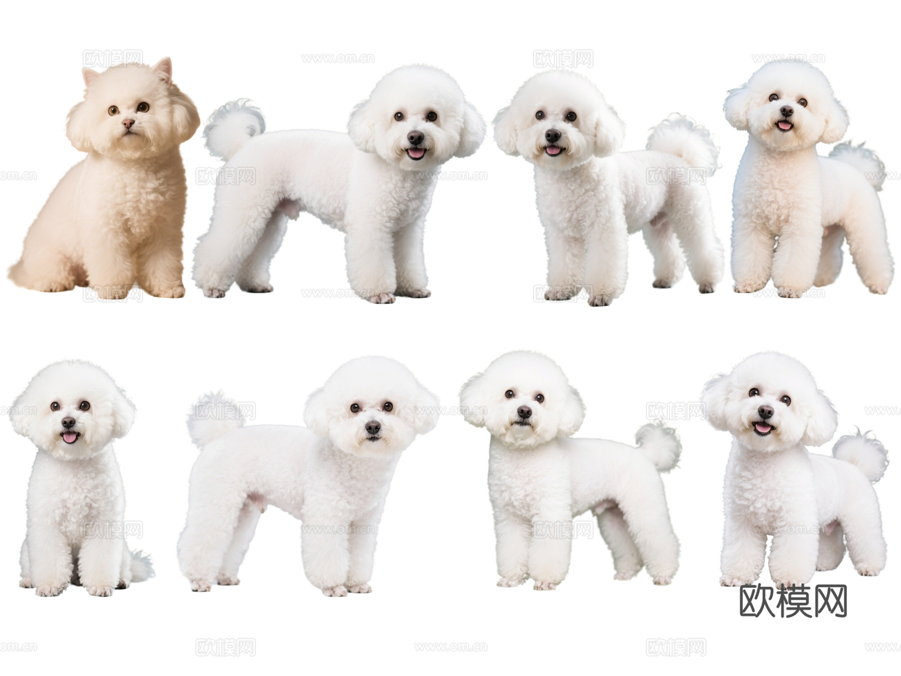 PS免抠宠物狗 宠物 比熊犬 小型宠物狗 居家宠物