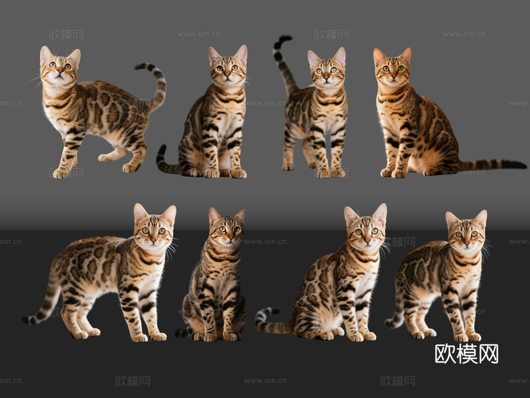 2D宠物猫 豹猫 小猫咪 居家宠物su模型