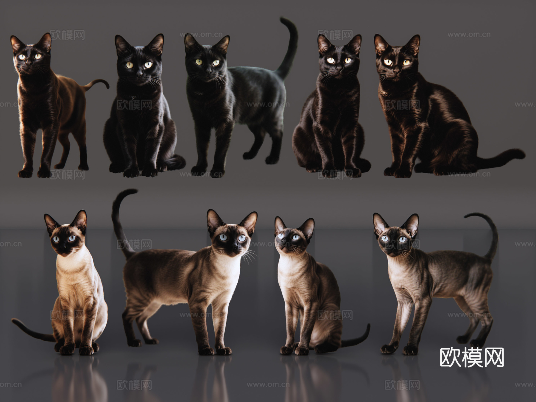 2D宠物猫 宠物 三孟买花猫 小猫咪 居家宠物su模型