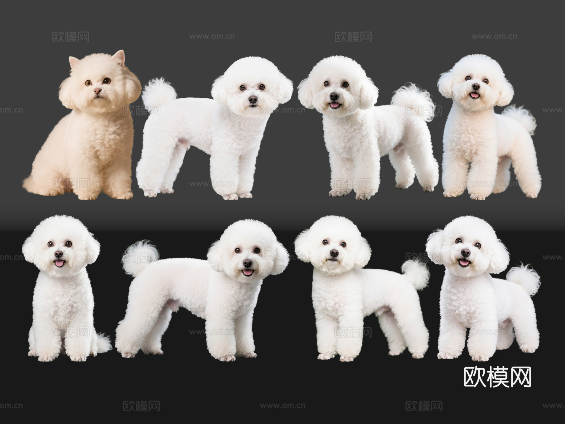 2D宠物狗 宠物 比熊犬 小型宠物狗 居家宠物su模型