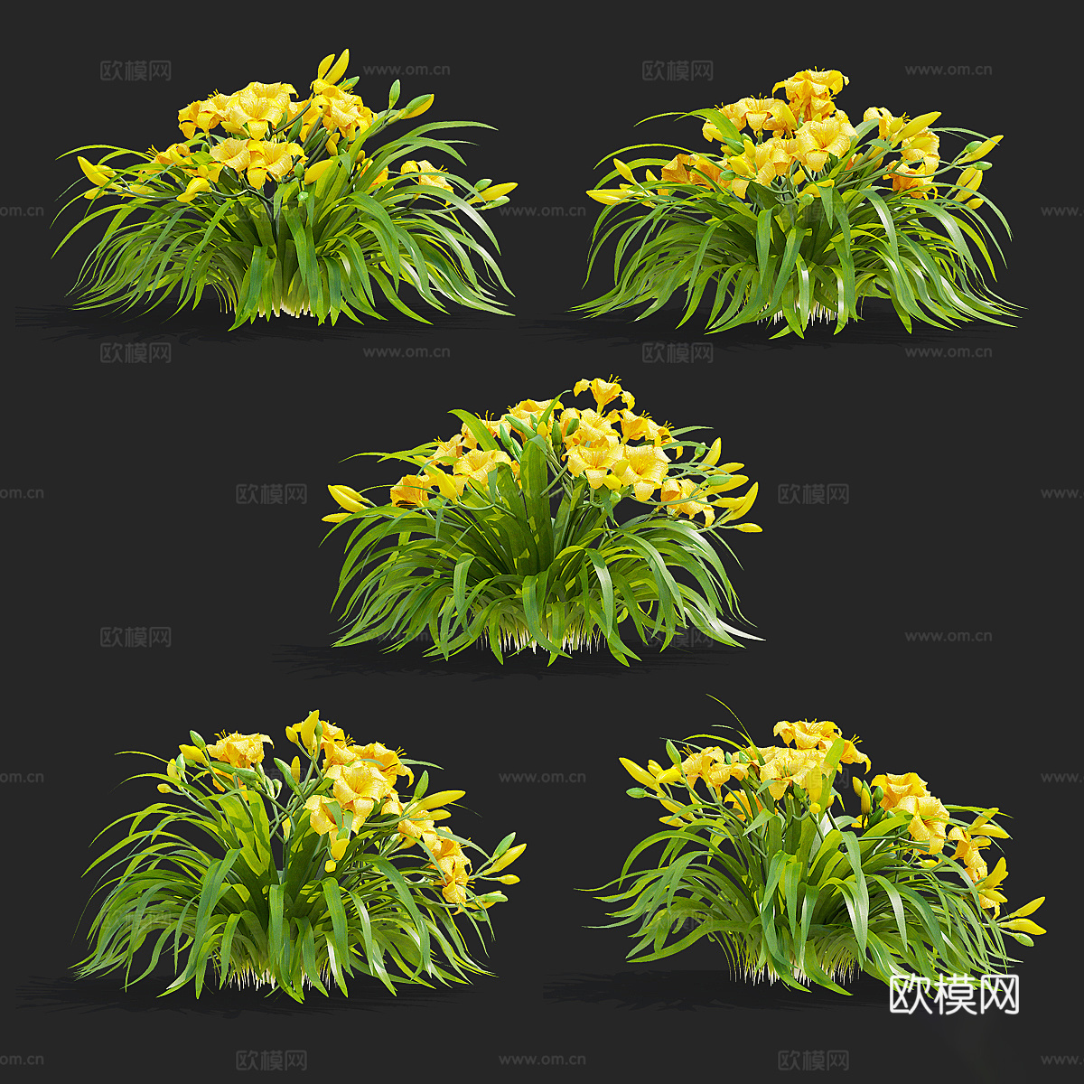 黄花菜 花丛3d模型