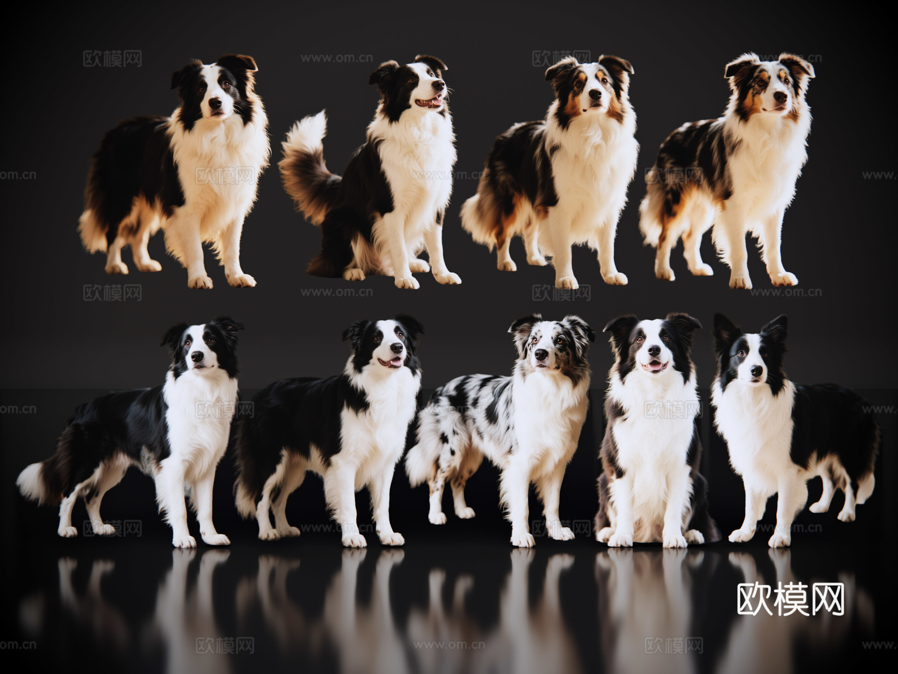 2D宠物狗 宠物 边牧 边境牧羊犬 中型宠物狗 居家宠物su模型