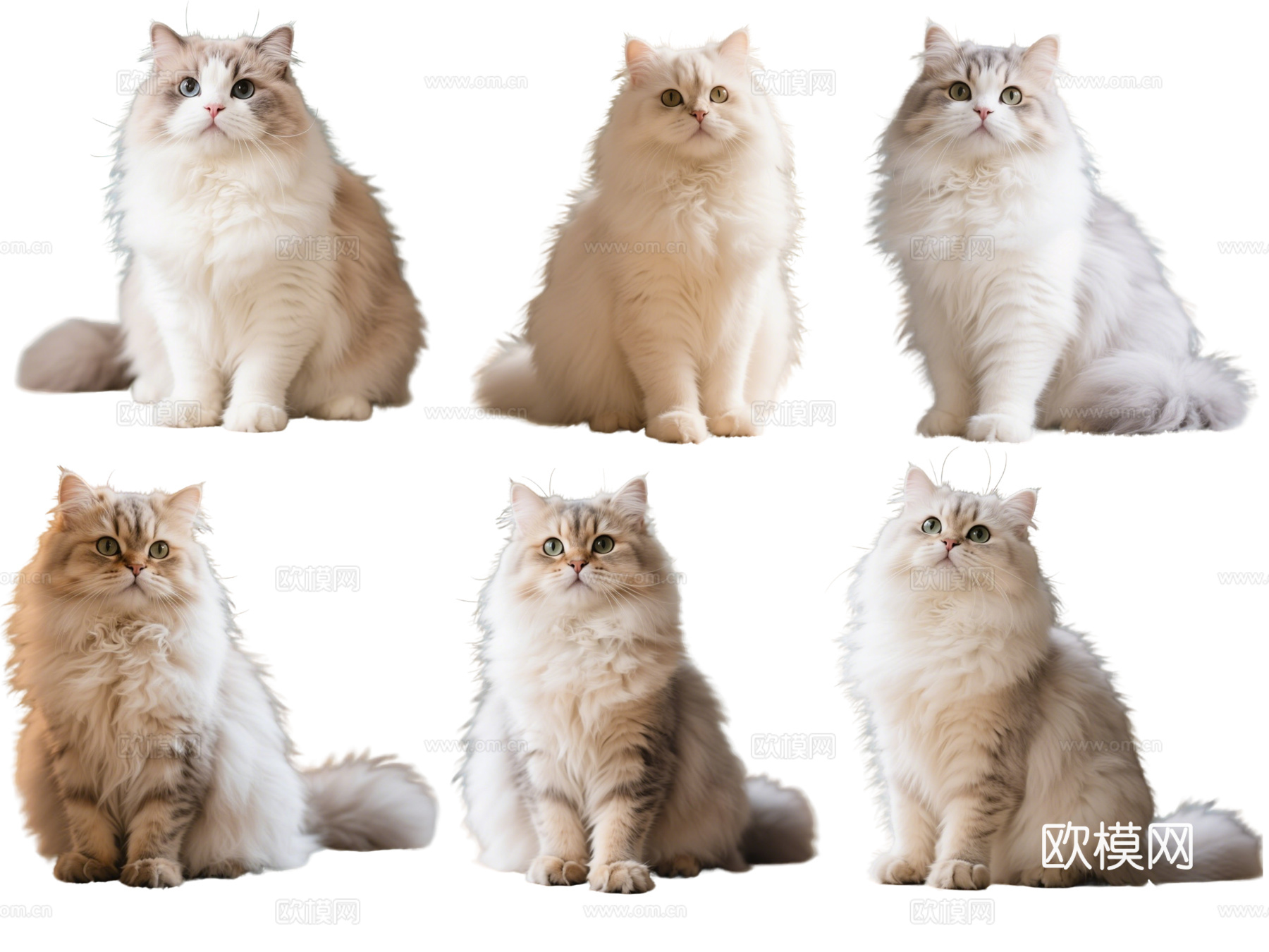 PS免抠宠物猫 宠物 波斯猫 小猫咪 居家宠物